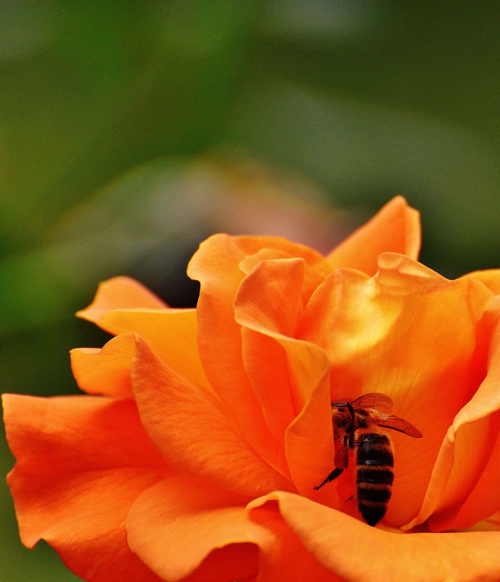 Nikon D3200 sample photo. Rose, bee, orange photography