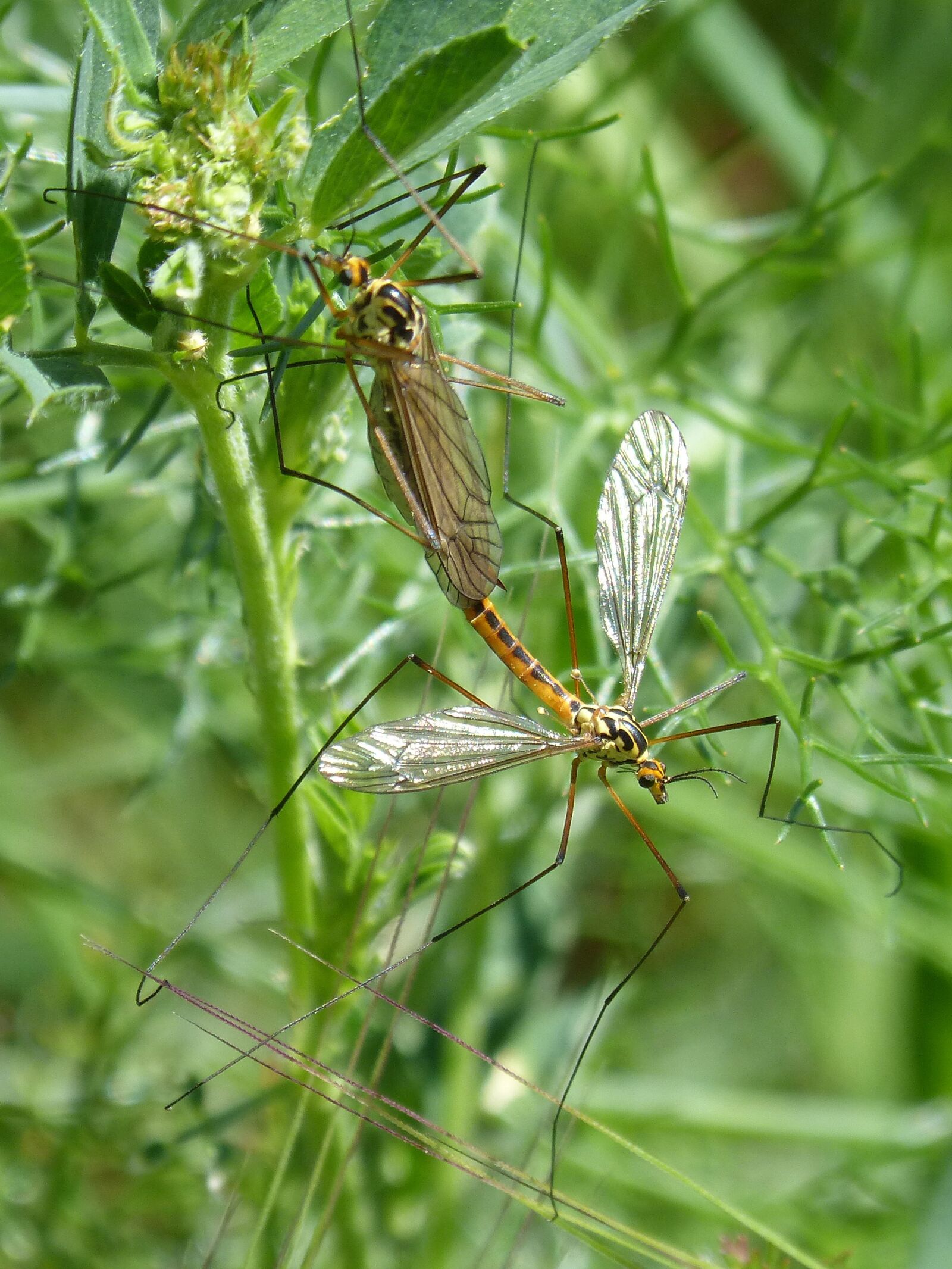 Panasonic DMC-FZ62 sample photo. T pula, tipulidae, giant photography