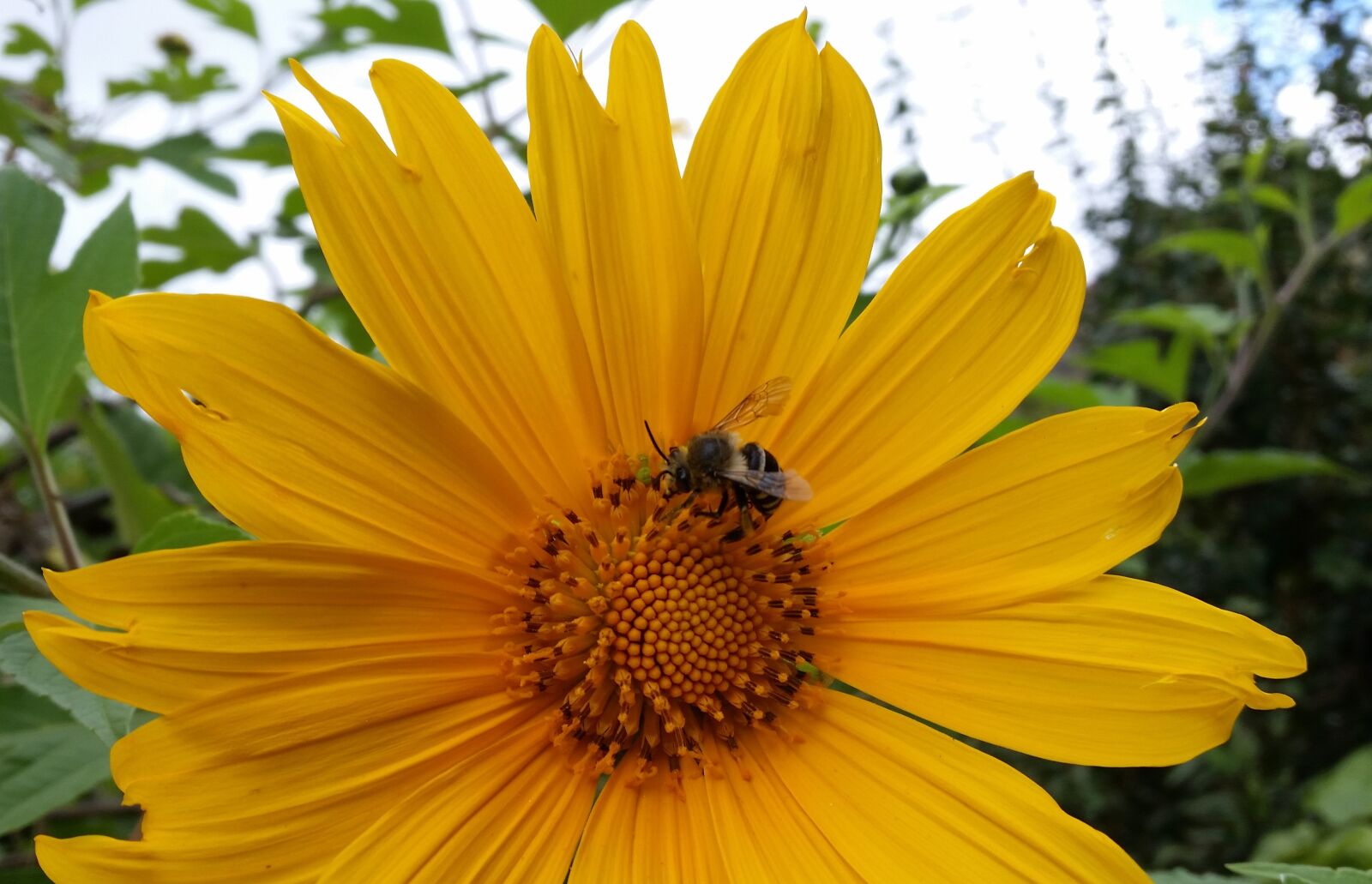 Samsung Galaxy S5 sample photo. Flower, bee, insect photography