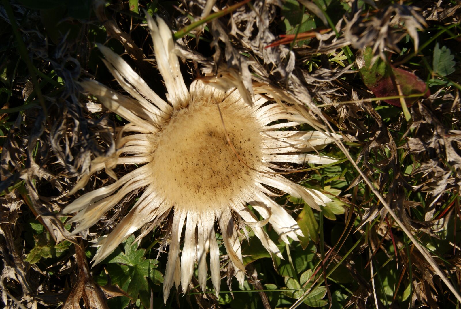 Sony Alpha DSLR-A230 sample photo. Silver thistle, plantae, asteraceae photography