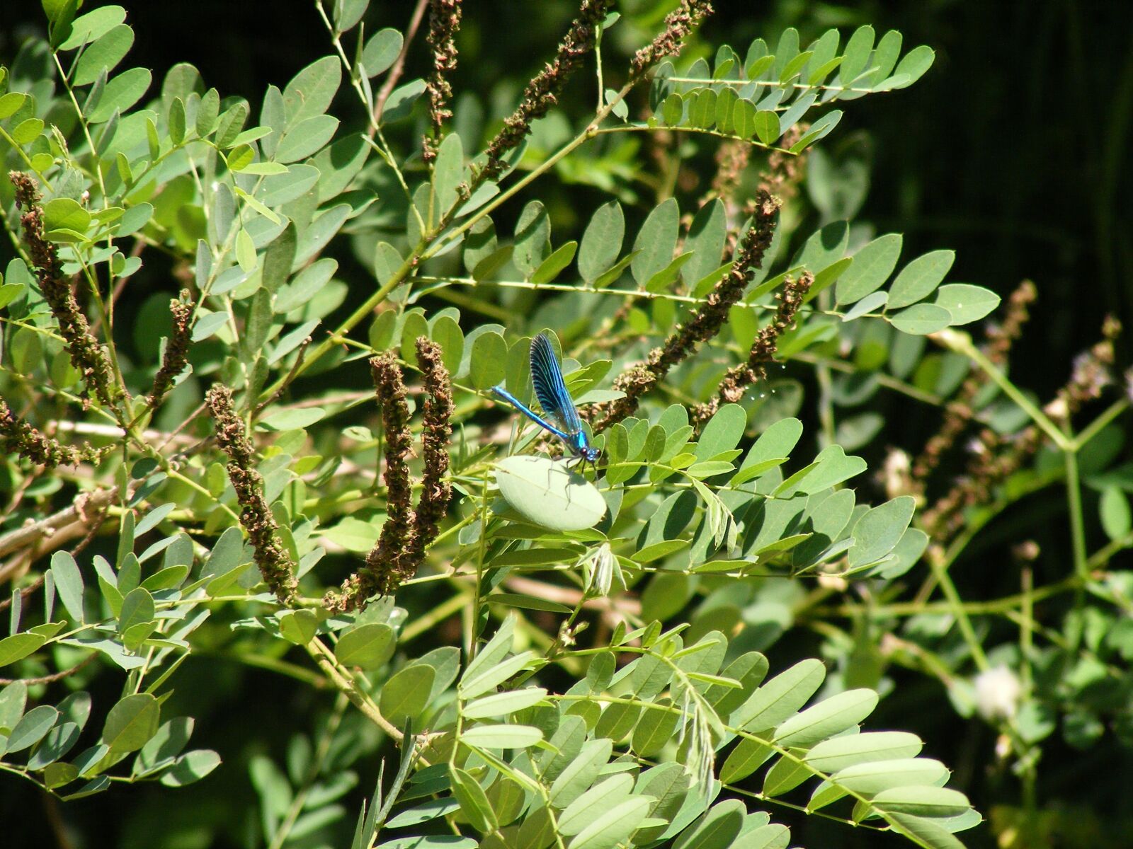 Fujifilm FinePix S5700 S700 sample photo. Damsel fly, insects, wildlife photography