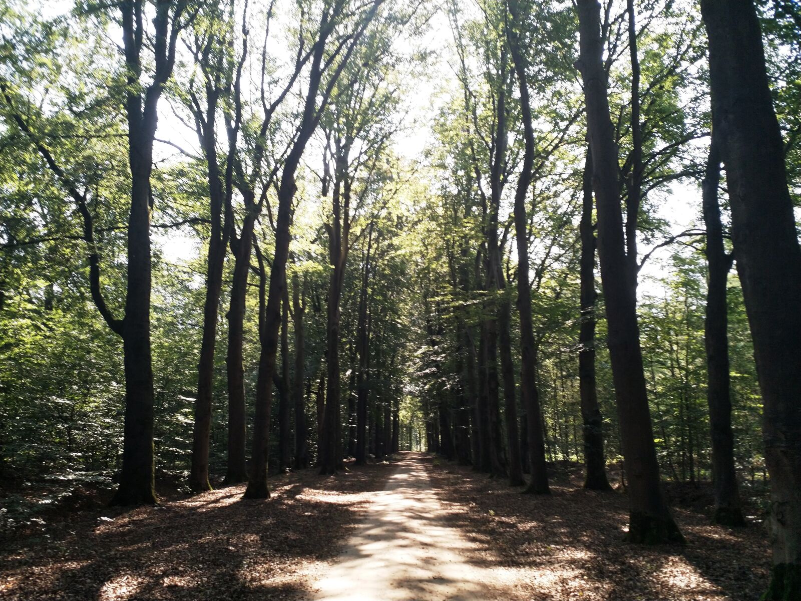 HMD Global Nokia 8 sample photo. Netherlands, nature, forest photography