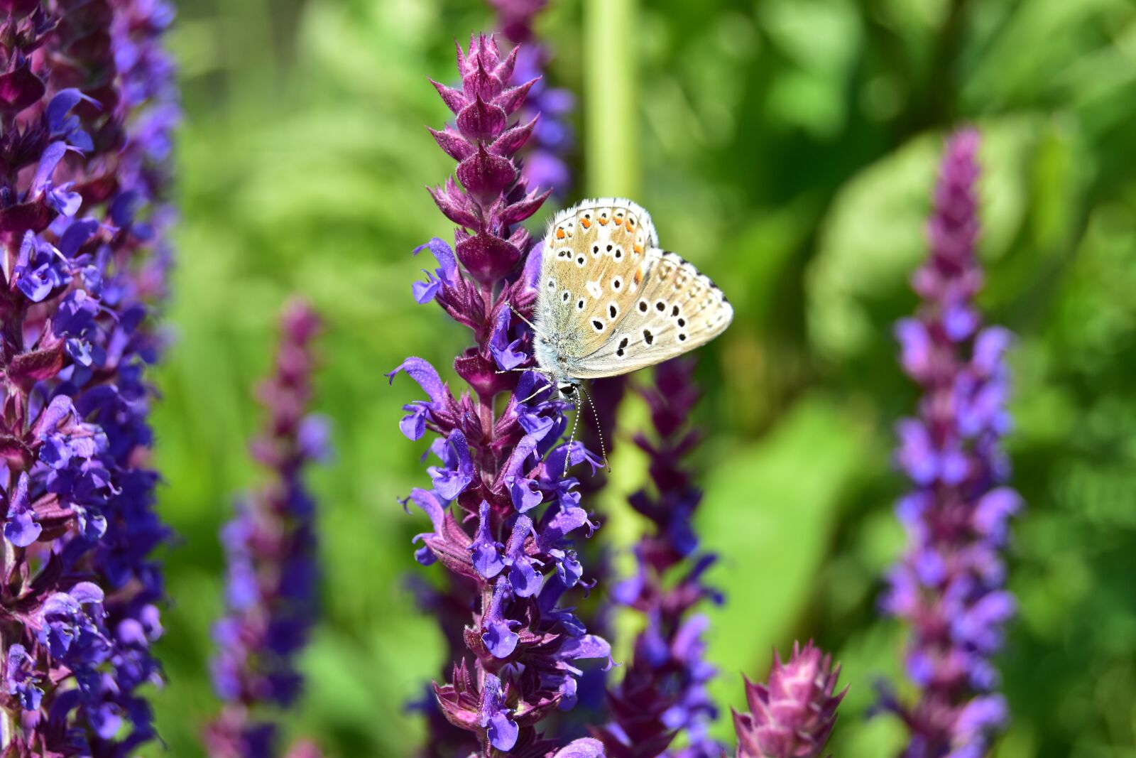 Nikon D5600 sample photo. Butterfly, flower, spring photography