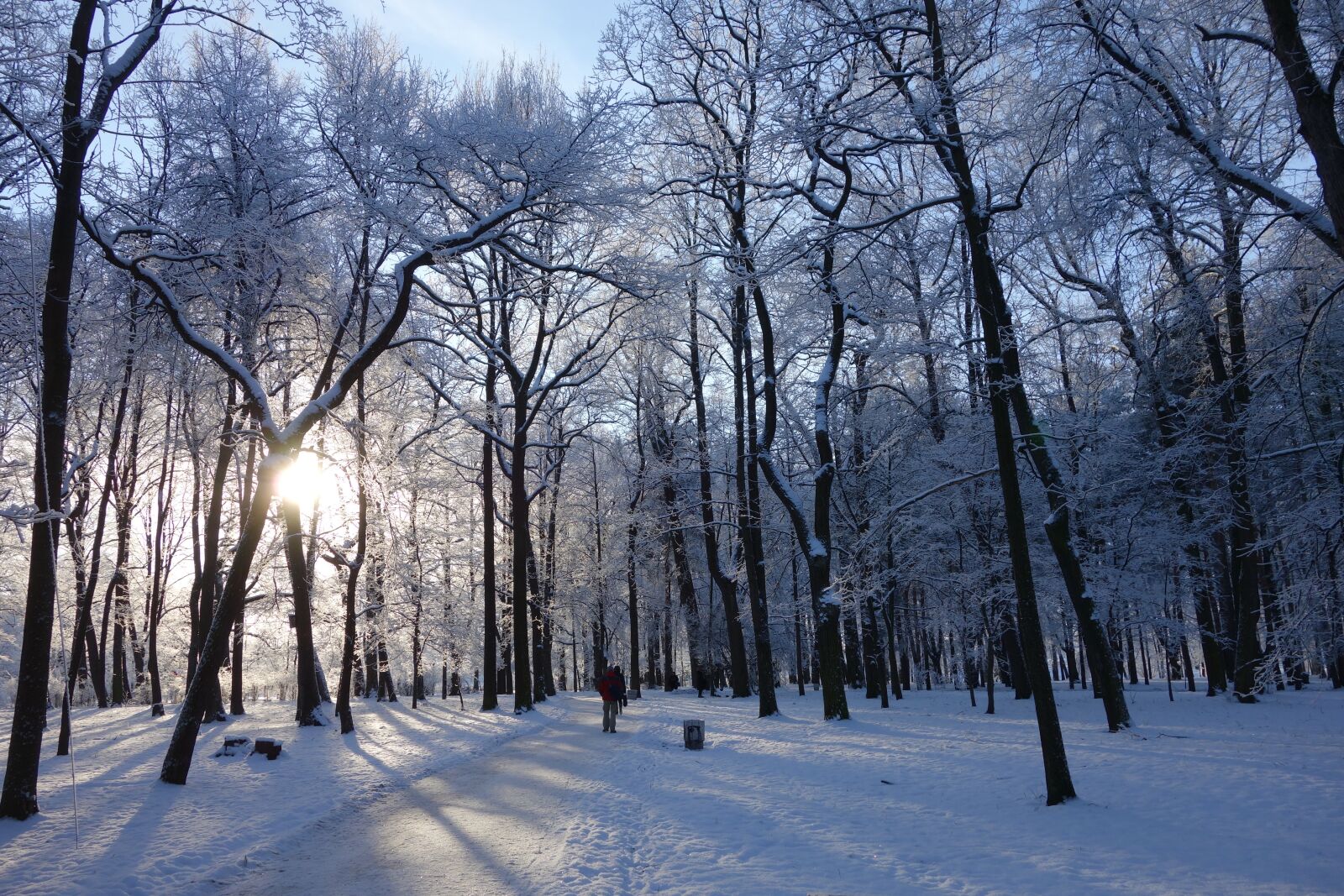 Sony Cyber-shot DSC-RX100 sample photo. Park, winter, trees photography