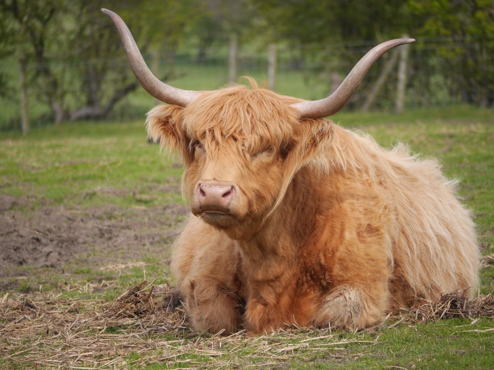 Panasonic Lumix DMC-GH3 sample photo. Cow, highland, animal photography