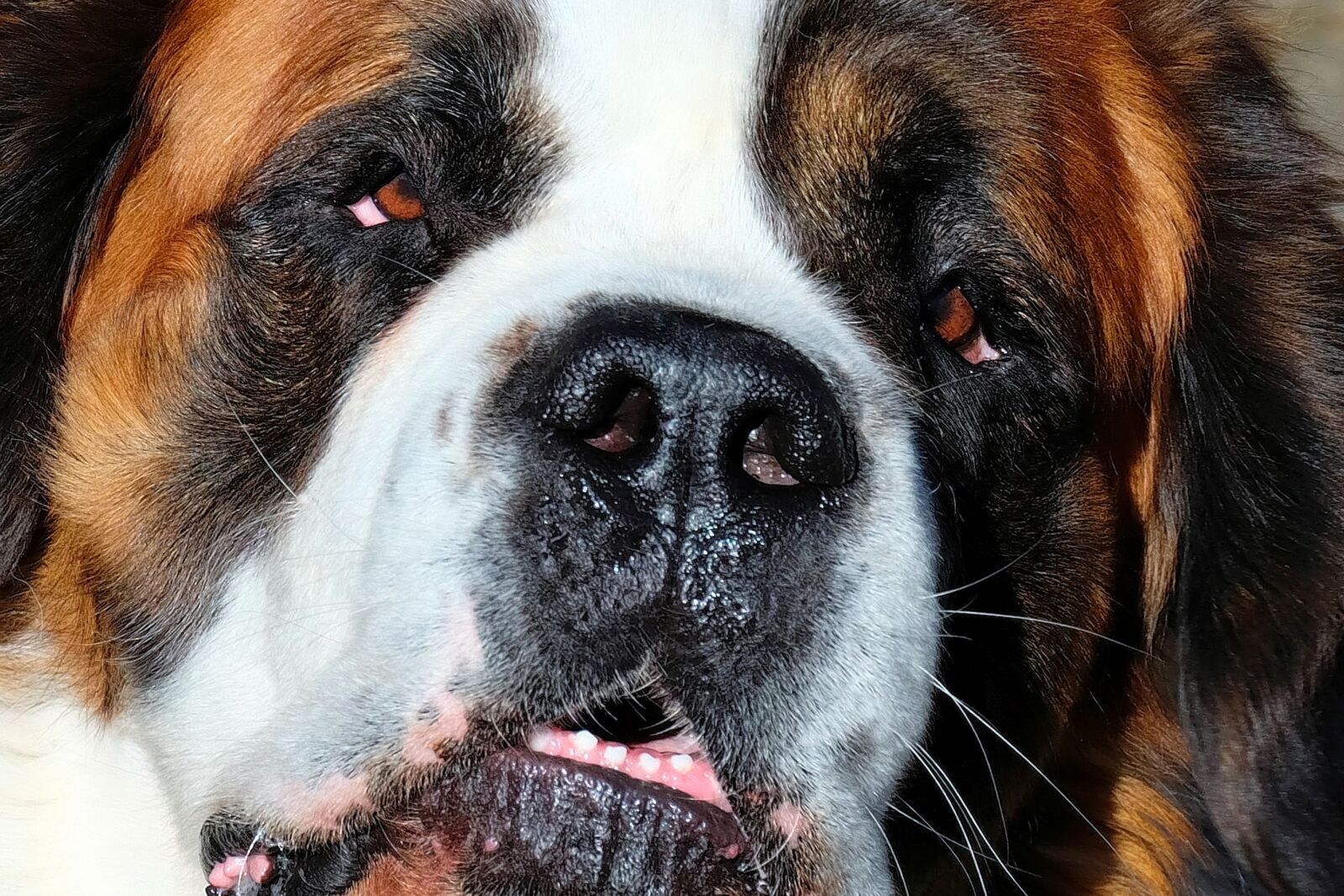 Fujifilm X-T10 + Fujifilm XC 50-230mm F4.5-6.7 OIS sample photo. Dog, st bernard, male photography