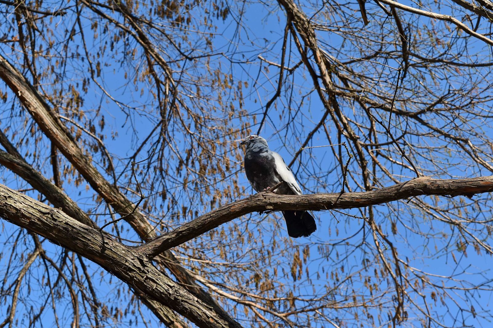 Nikon D5500 sample photo. Branches, pigeon, nature, bird photography