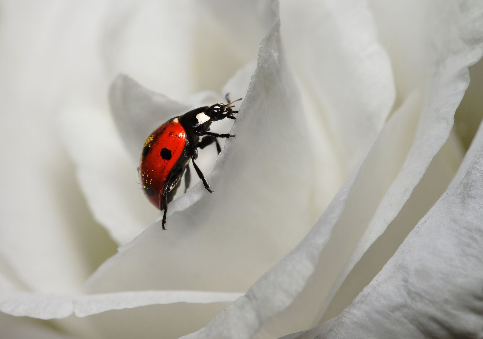 Sony SLT-A77 + 105mm F2.8 sample photo. Ladybug, white, blossom photography
