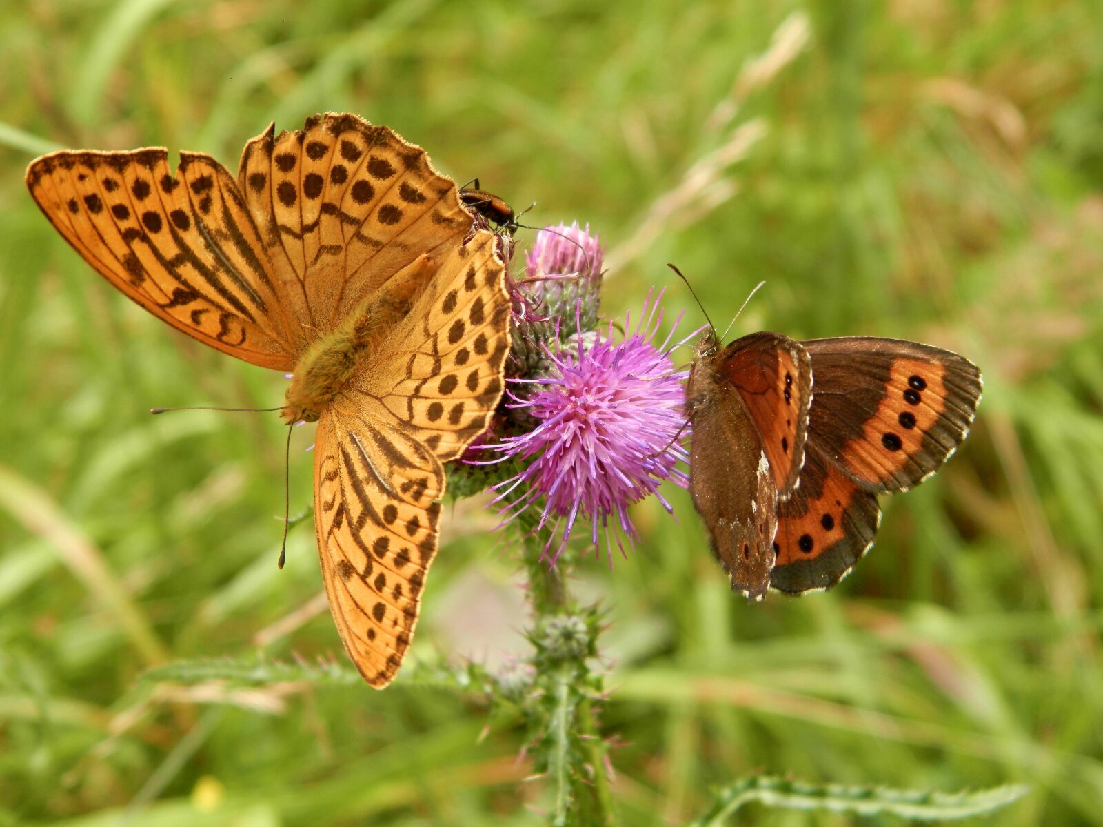 Olympus SP-620UZ sample photo. Butterflies, forests, slovakia photography