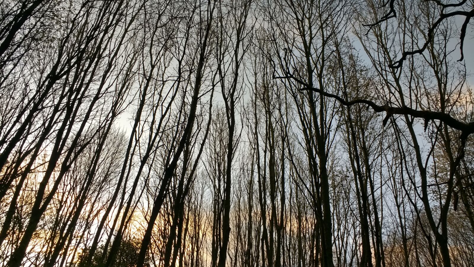 Motorola Moto G (4) sample photo. Trees, nature, sunset photography