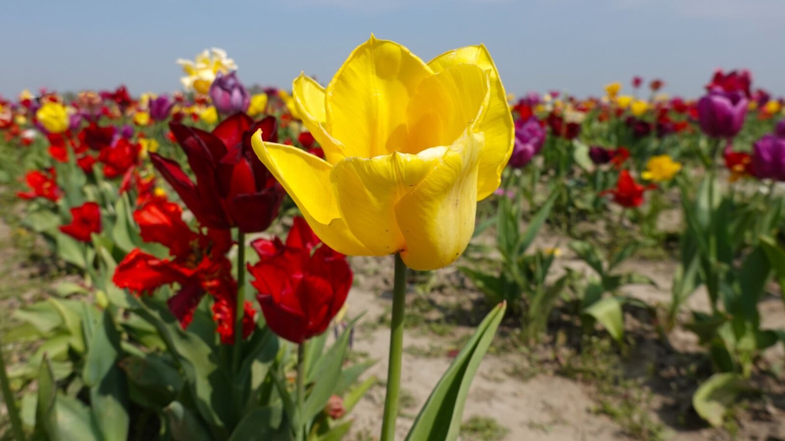 Sony Cyber-shot DSC-RX100 VI sample photo. Tulips, garden, tulip fields photography