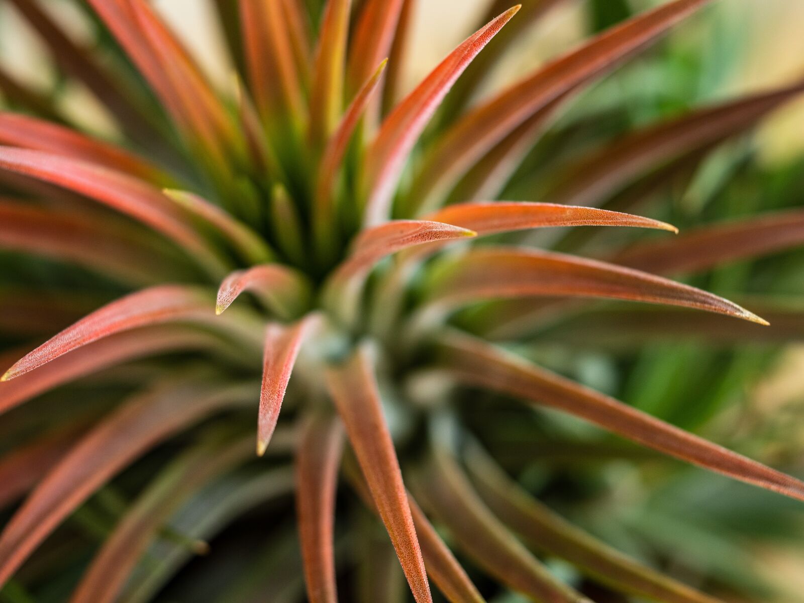 Olympus OM-D E-M10 III sample photo. Plant, tilandsie, rosette photography
