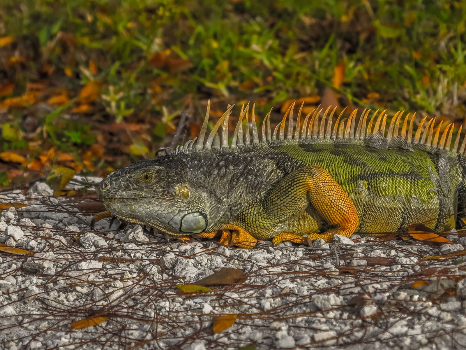 Canon PowerShot G1 X sample photo. The lizard, iguana, gad photography