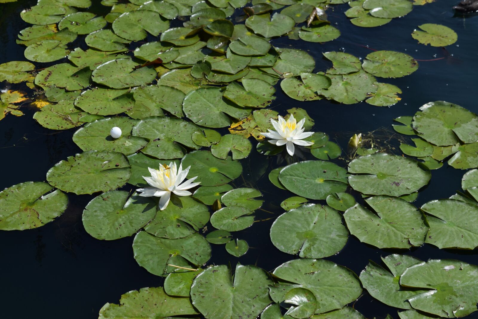 Nikon D3300 sample photo. Lilies, flower, blossom photography