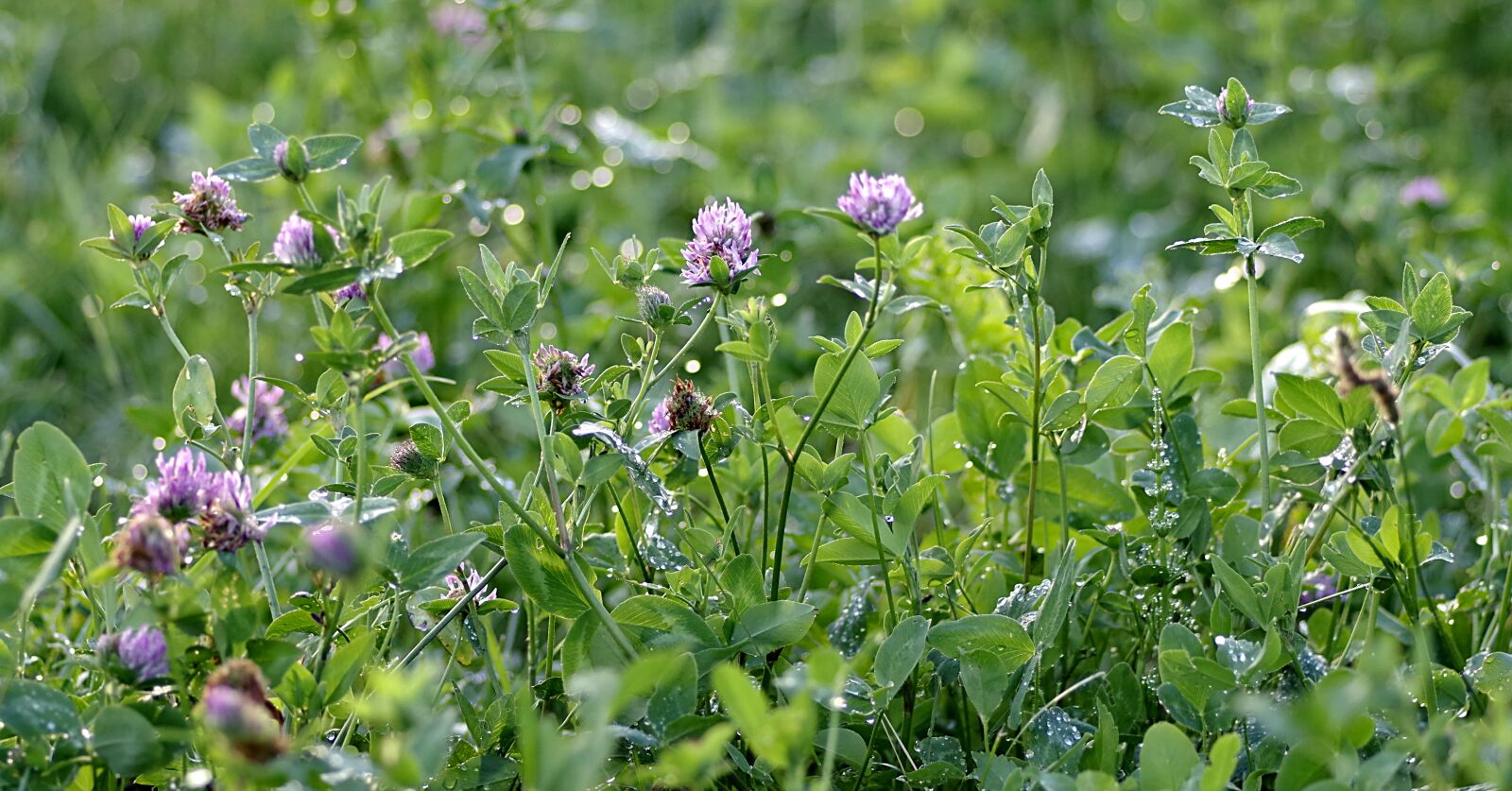 Pentax K-S2 sample photo. Clover, red, blue photography