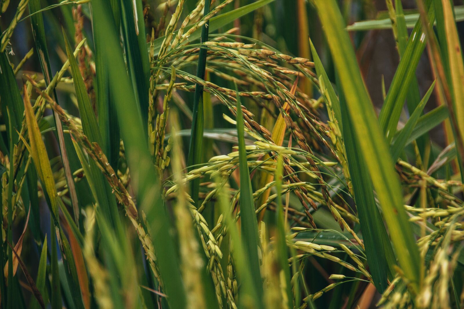 Canon EOS 600D (Rebel EOS T3i / EOS Kiss X5) sample photo. Paddy, rice, food photography