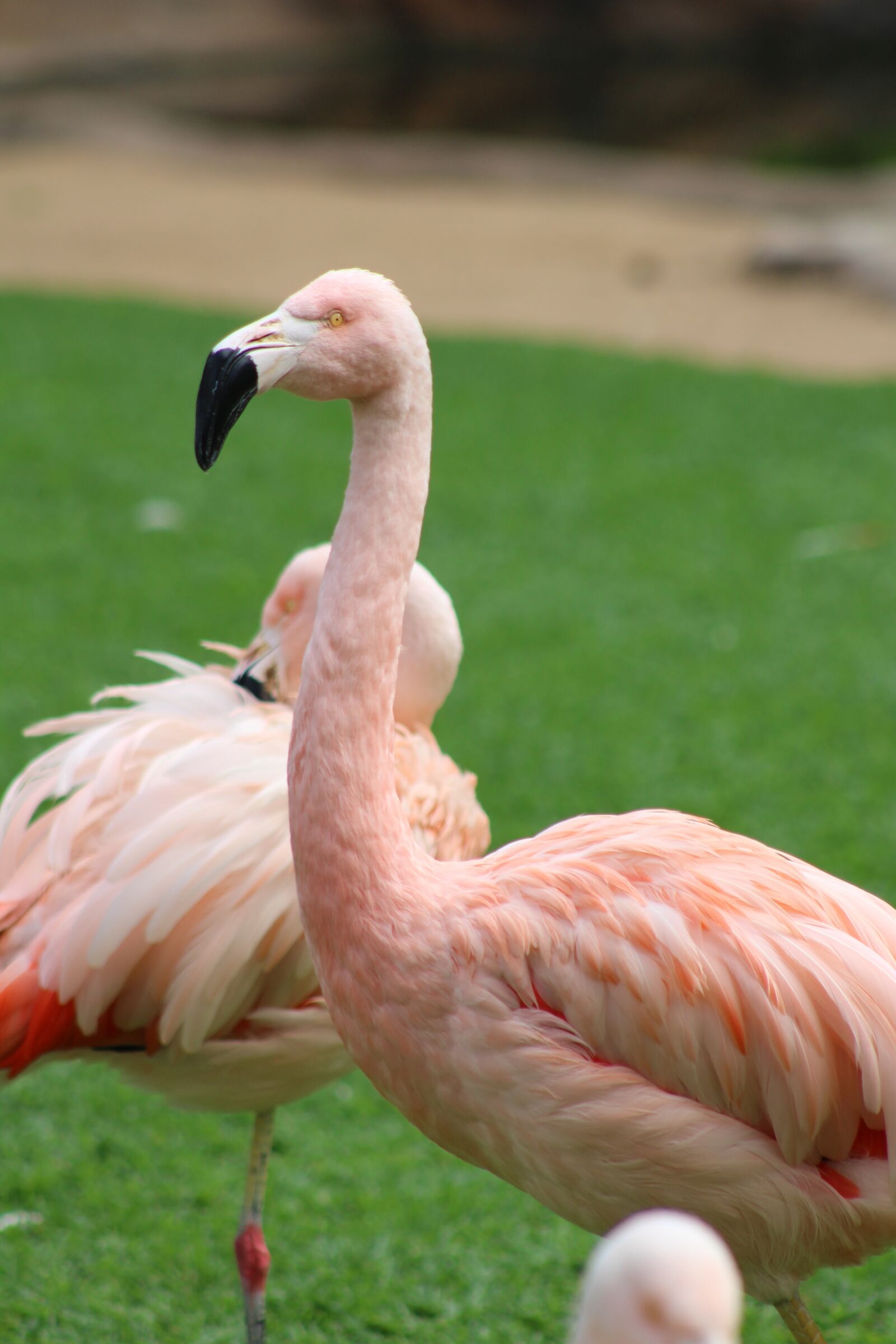 Canon EF75-300mm f/4-5.6 sample photo. Pink flamingo, animal, pink photography