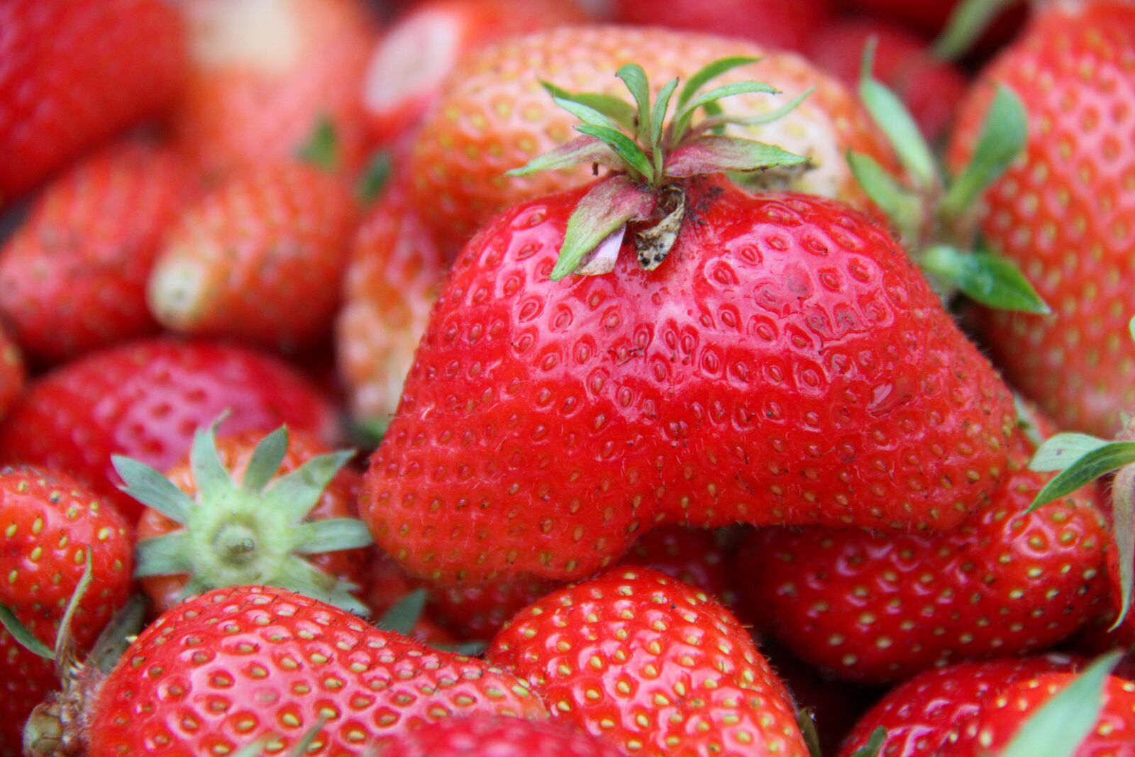 Canon EOS 7D sample photo. Strawberries, harvest, garden photography