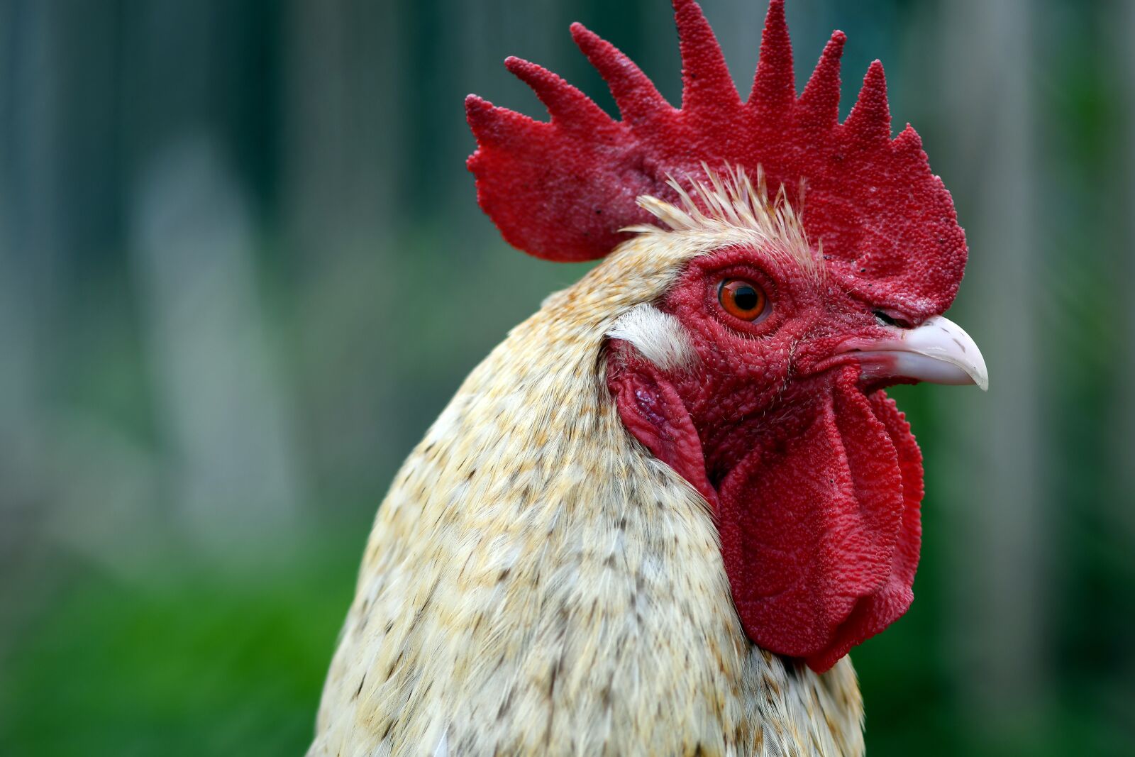 Nikon D500 sample photo. Hahn, gockel, farm photography