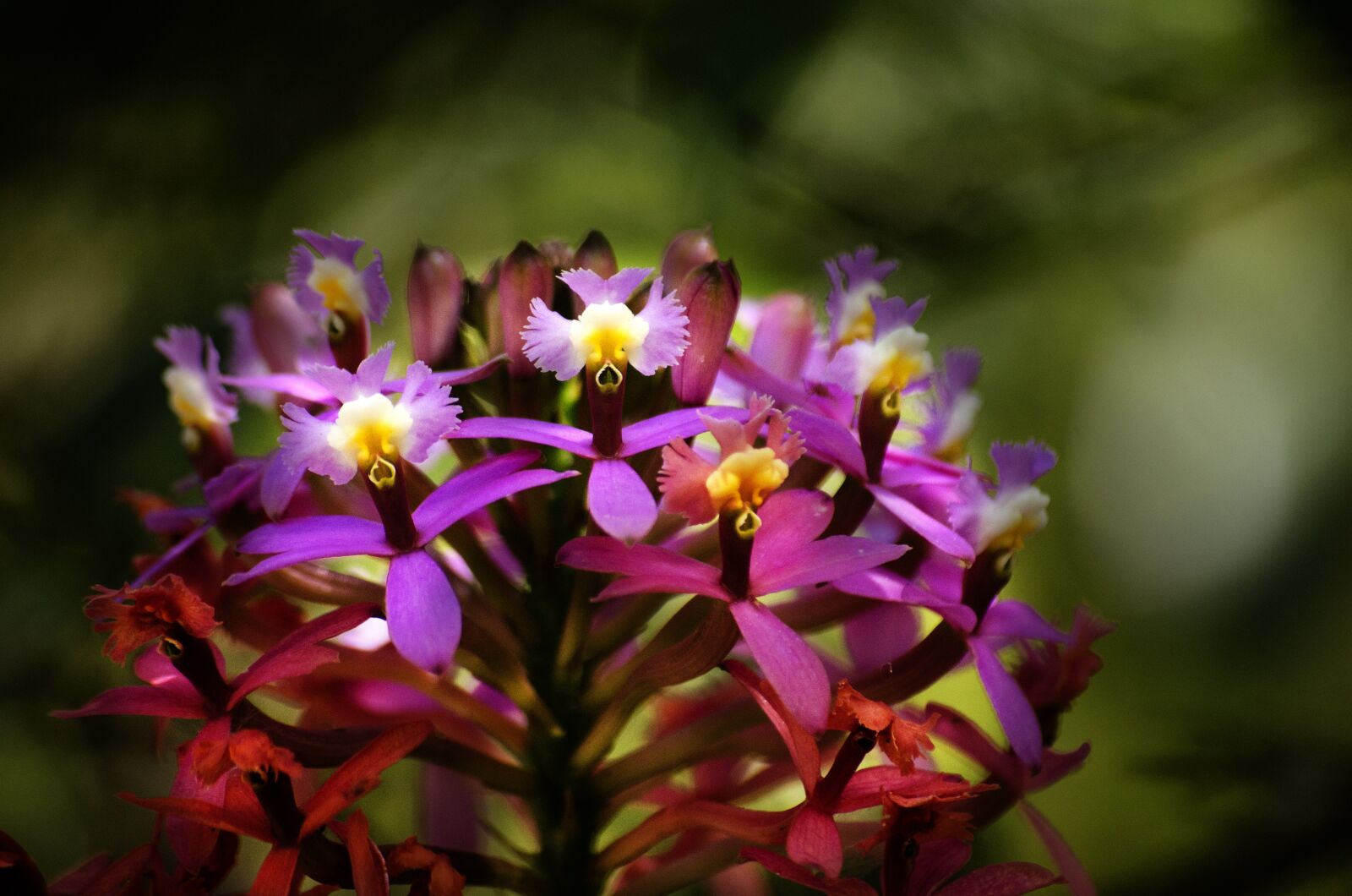 Nikon D7000 sample photo. Flower, flora in machu photography