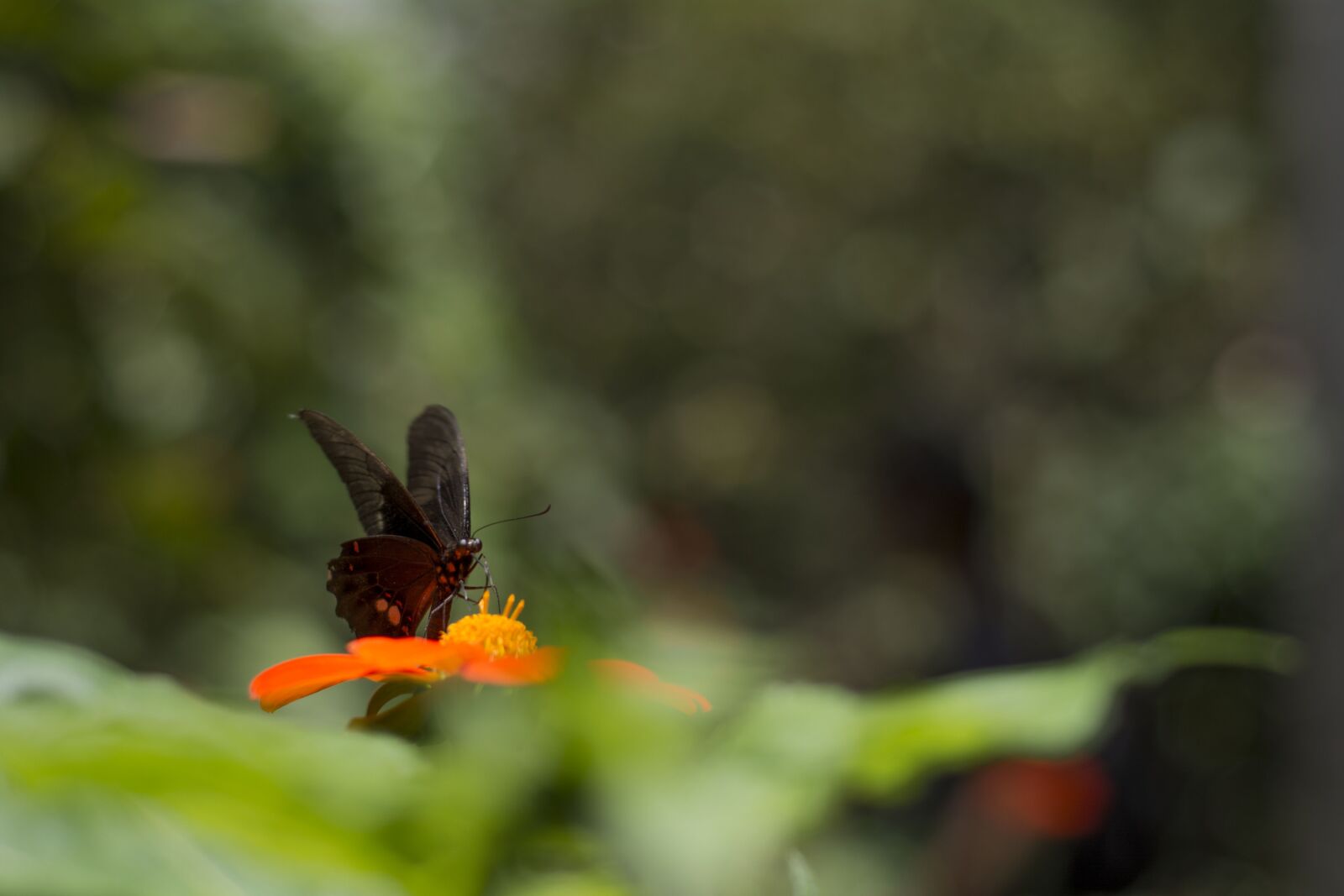 Nikon D5200 sample photo. Butterfly, flower, spring photography