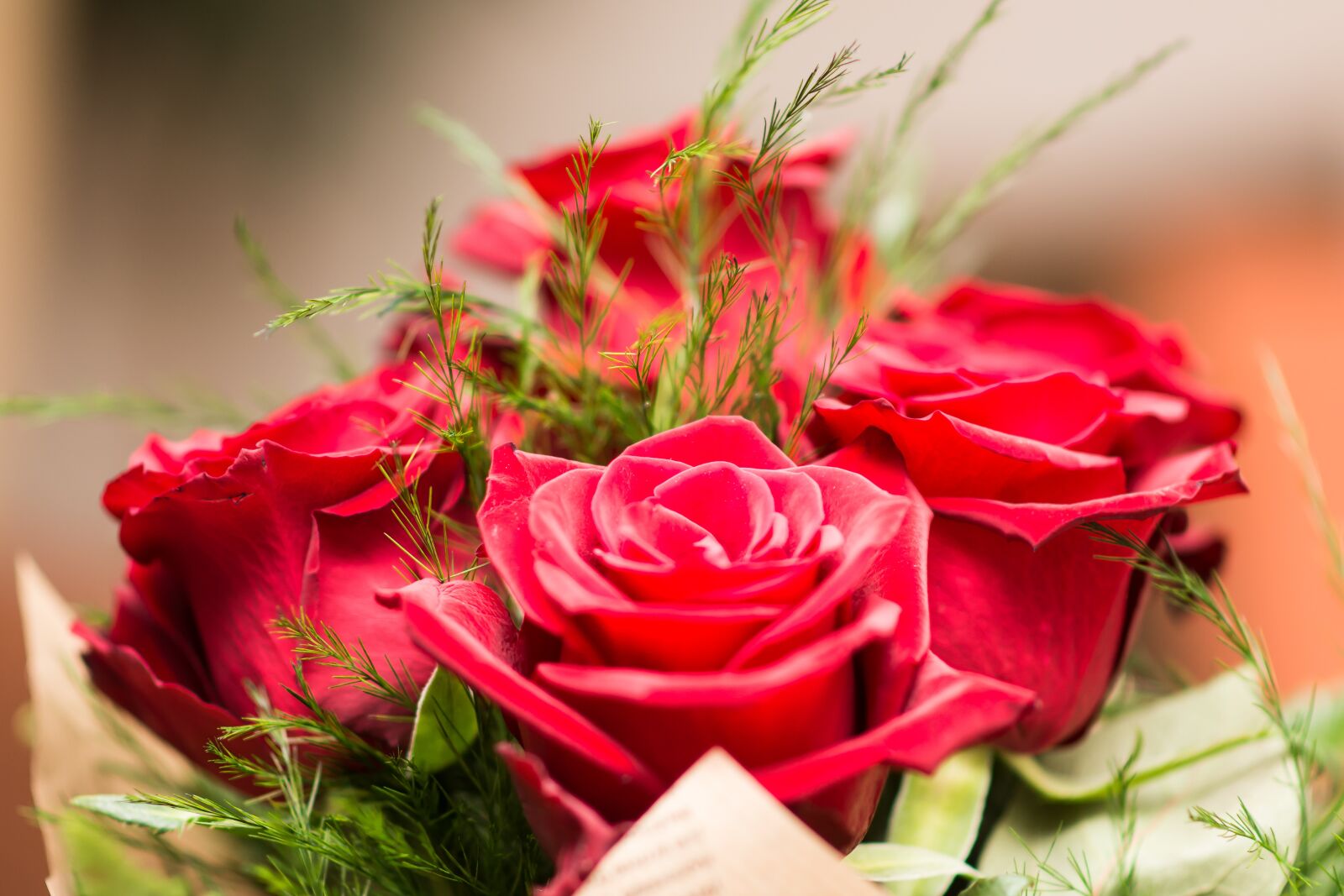Nikon D7200 sample photo. Flower, rose, nature photography