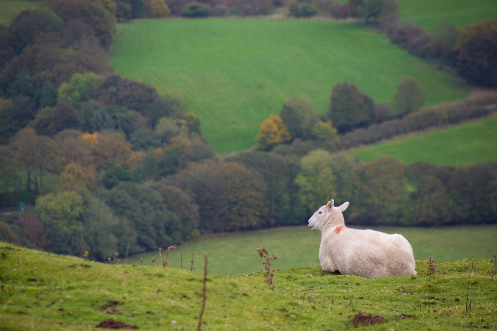 Pentax K-70 sample photo. Sheep, landscape, hill photography