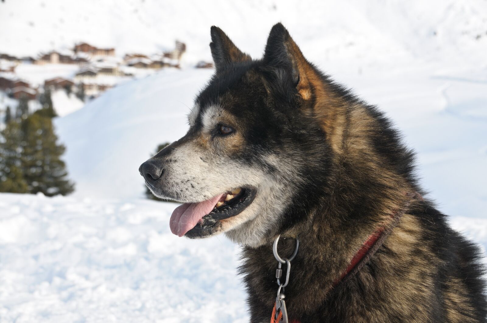 Nikon D300 sample photo. Dog, sled, animal photography