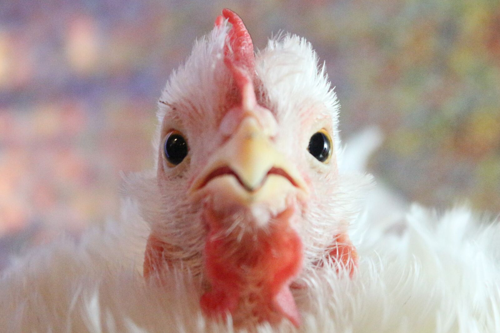 Canon EF-S 18-55mm F3.5-5.6 IS sample photo. Chicken, hen, curly photography