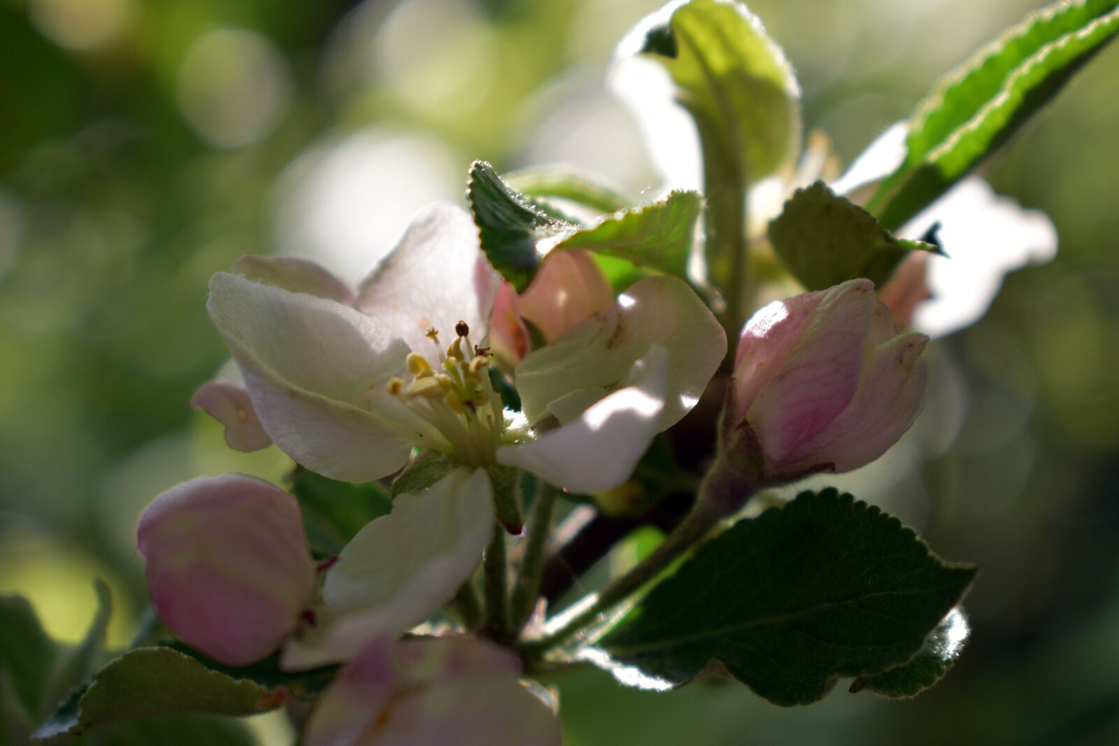 Nikon D3400 sample photo. Spring, apple, flower photography
