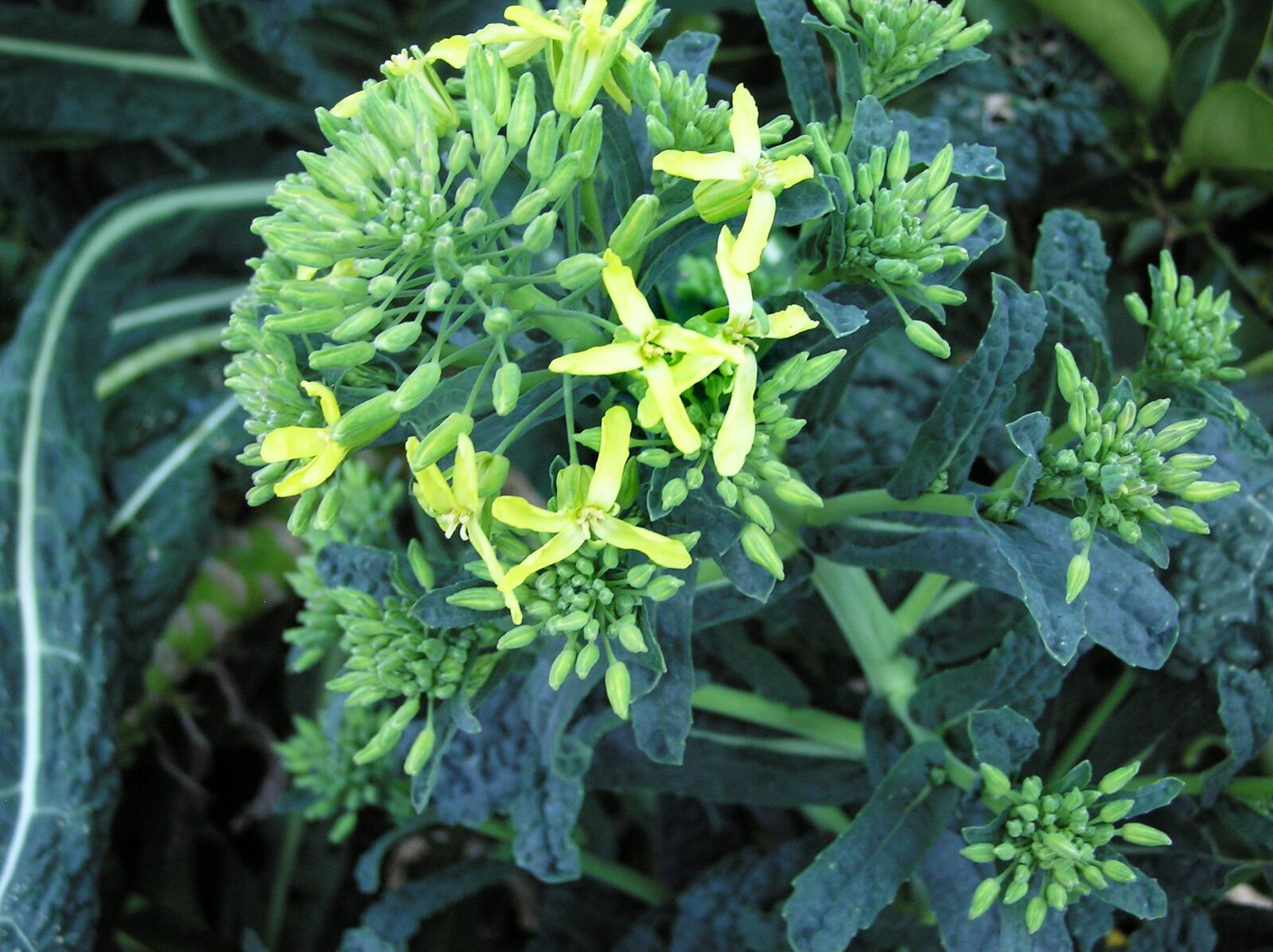 Olympus C750UZ sample photo. Kale, vegetable, flowering photography