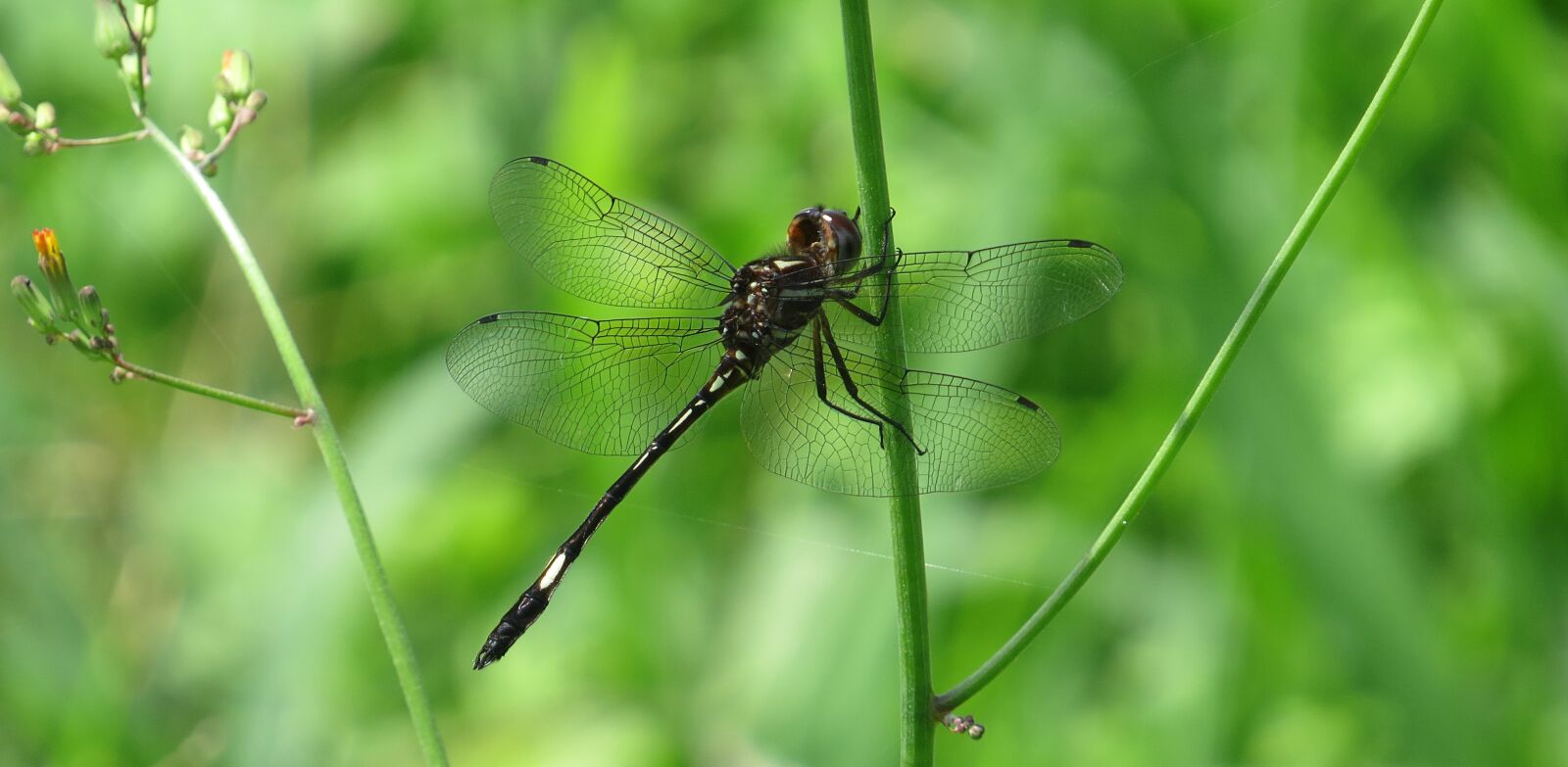 Canon PowerShot SX50 HS sample photo. Dragonfly, red, dragonfly macro photography