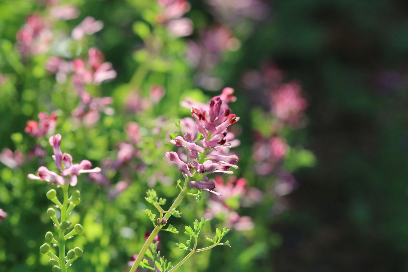Canon EOS 70D + Canon EF 100mm F2.8 Macro USM sample photo. Pink, purple, flower photography