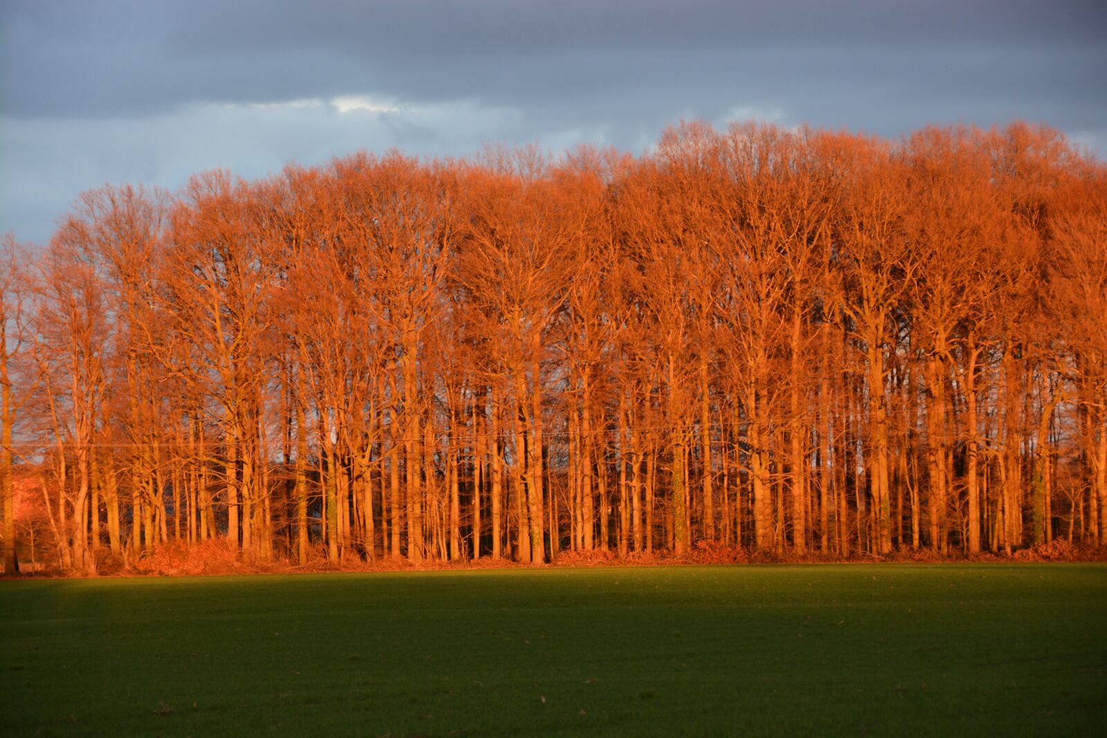 Nikon D7100 sample photo. Forest, sunlight, autumn photography