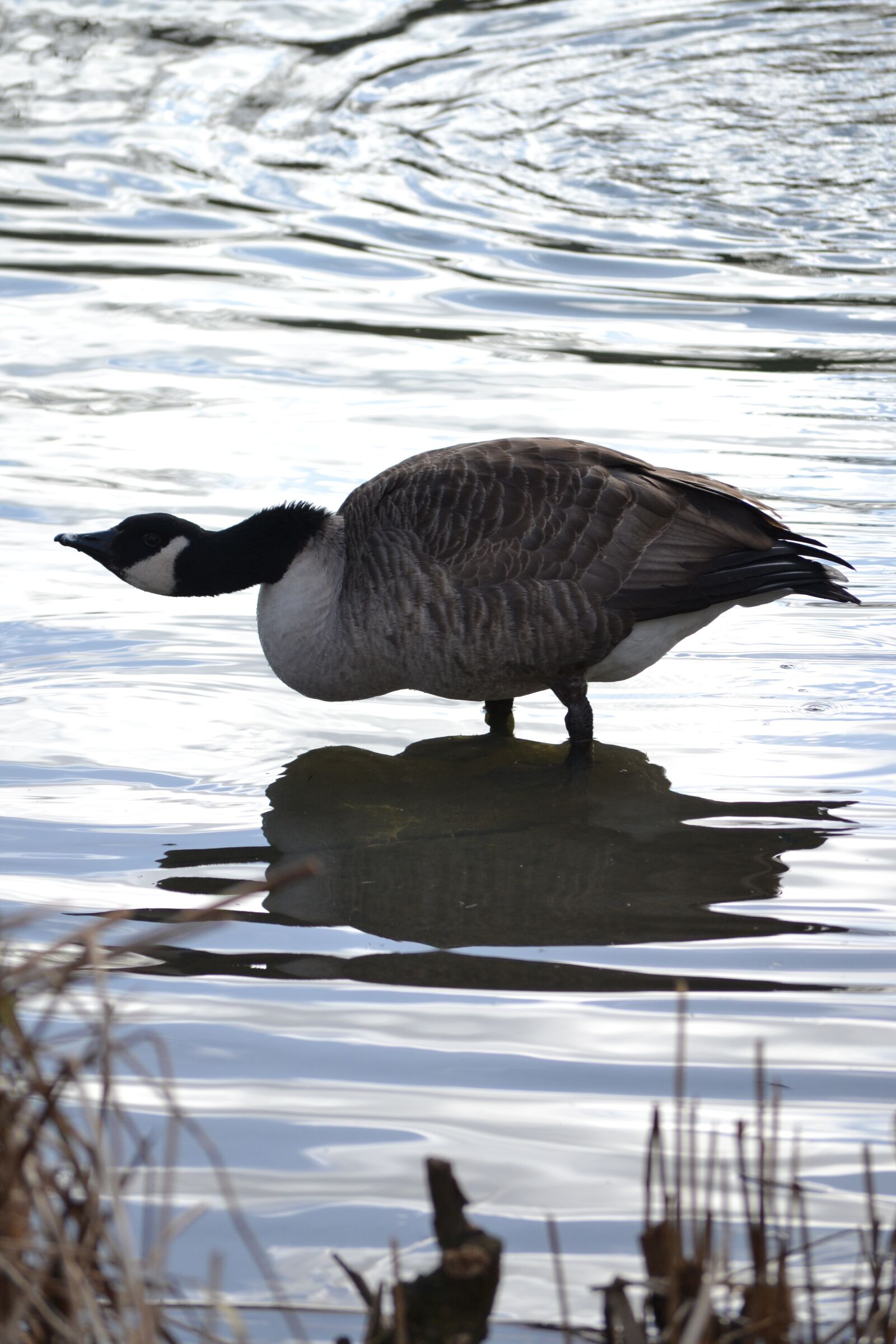 Nikon D3100 sample photo. Duck, swan, geese photography