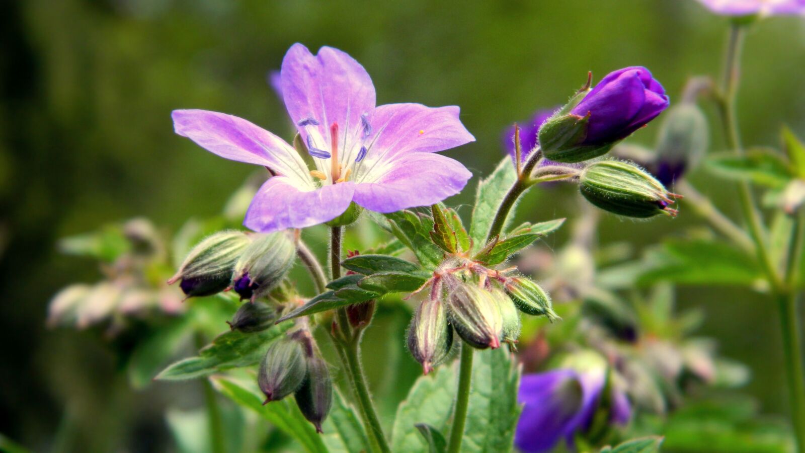 Nikon Coolpix L120 sample photo. Purple, flower, plant photography