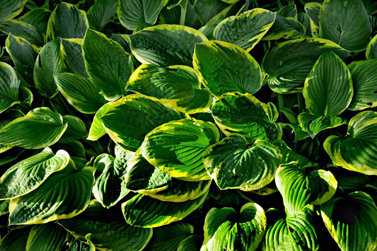 Nikon D90 sample photo. Hosta, plant, leaf photography
