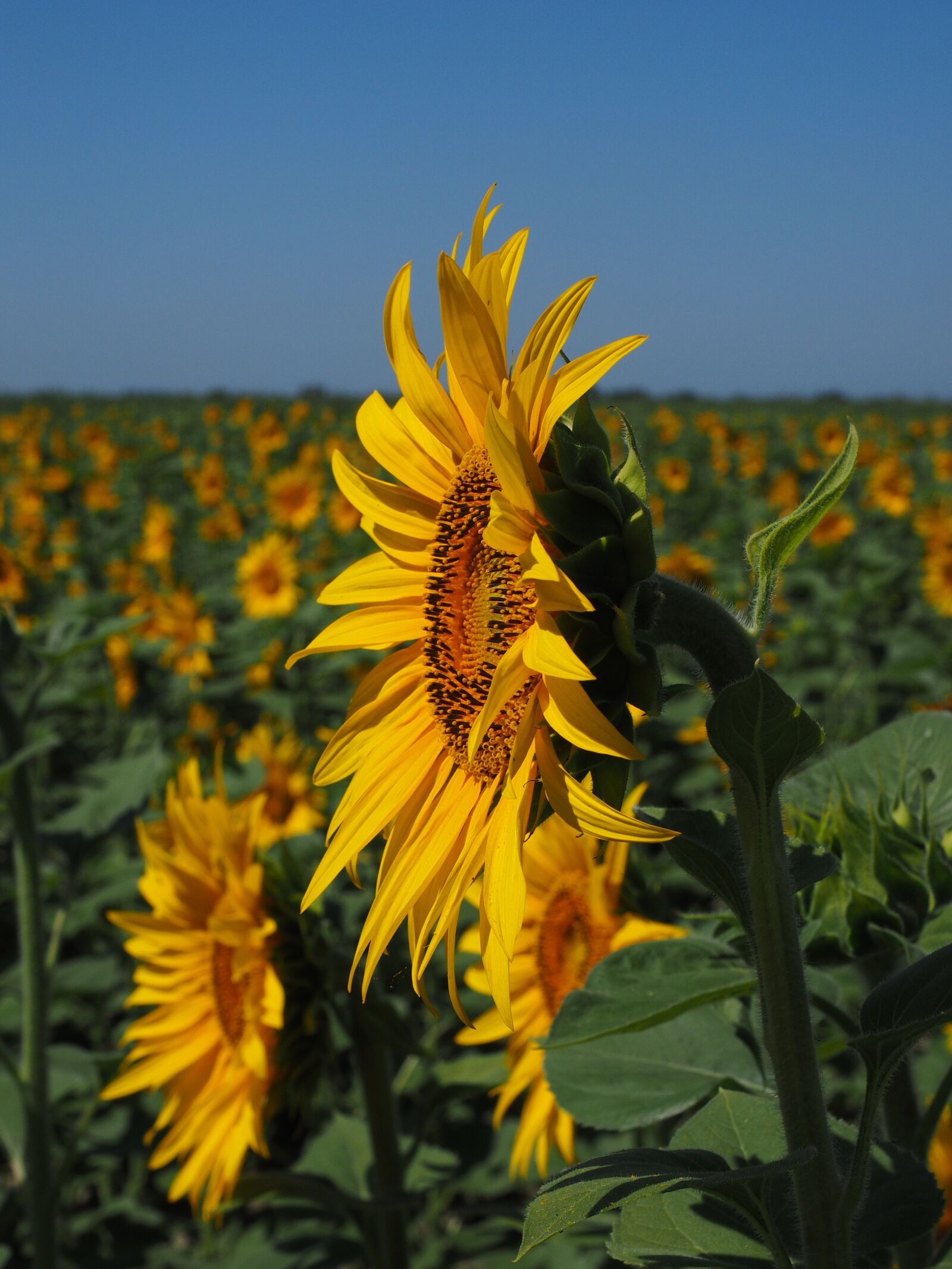 Olympus OM-D E-M1 + Olympus M.Zuiko Digital ED 12-40mm F2.8 Pro sample photo. Sunflower, inflorescence, flower basket photography