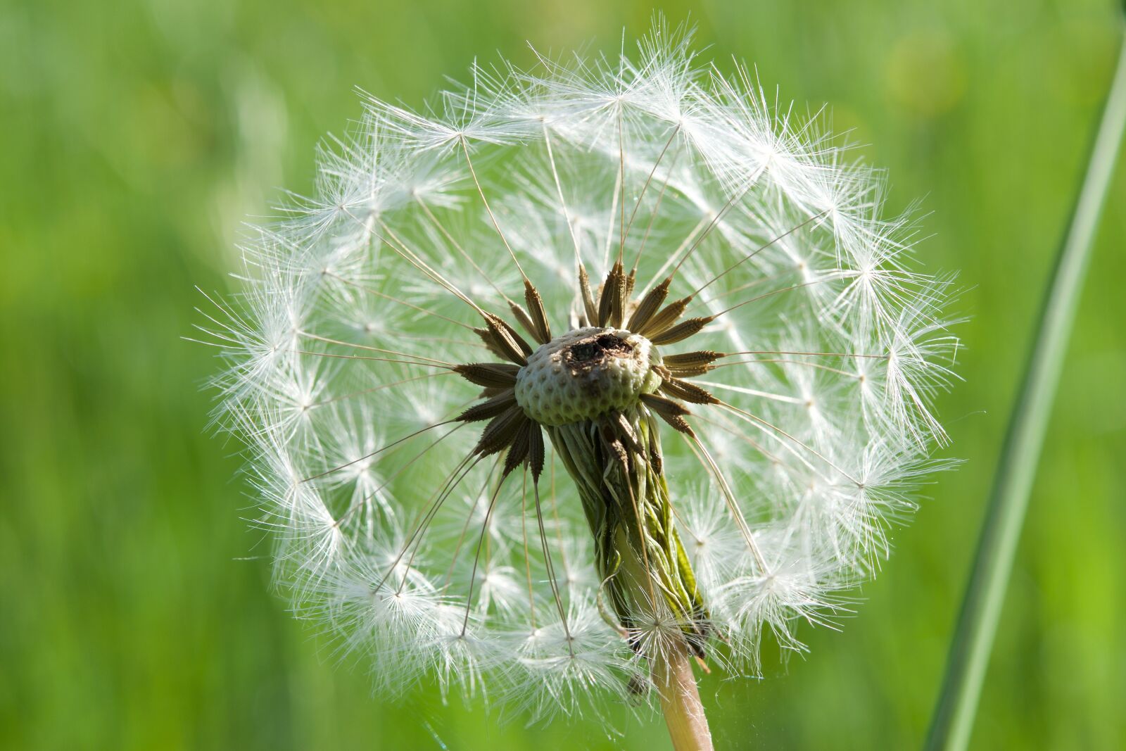 Nikon D5300 sample photo. Dandelion, close up, seeds photography