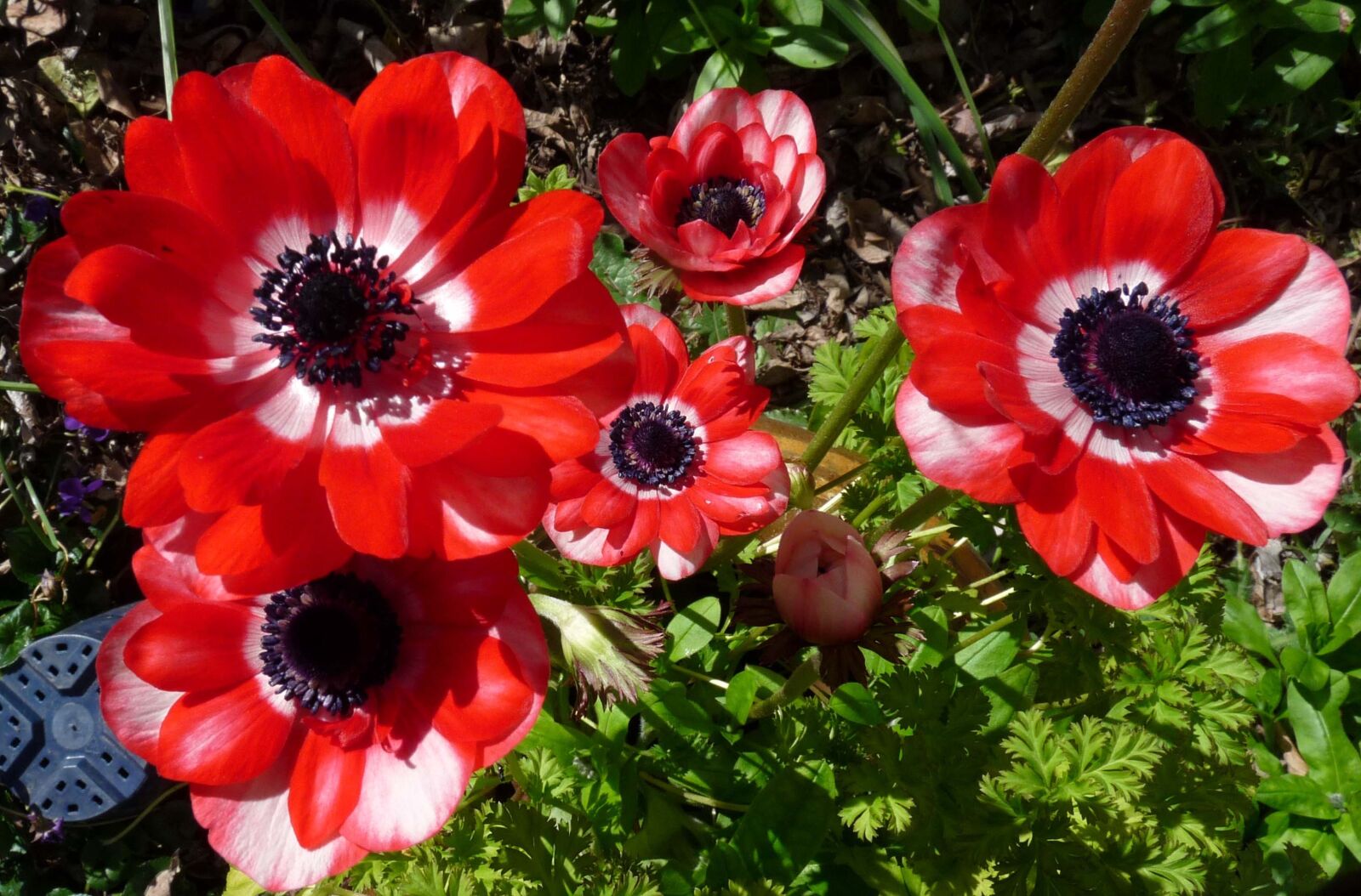 Panasonic Lumix DMC-FZ28 sample photo. Anemone, flowers, red photography