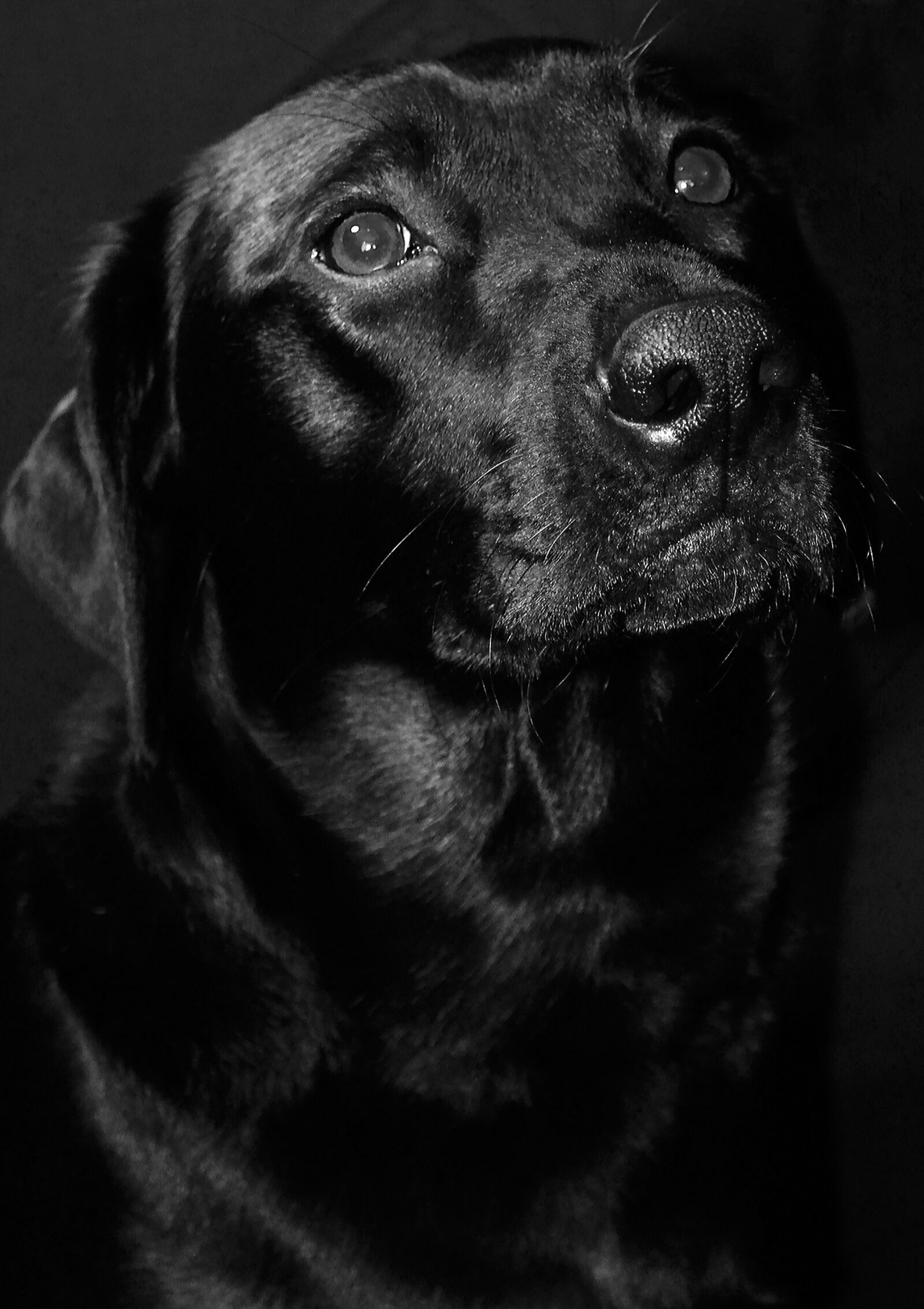 Nikon D5100 sample photo. Labrador, black, dog photography