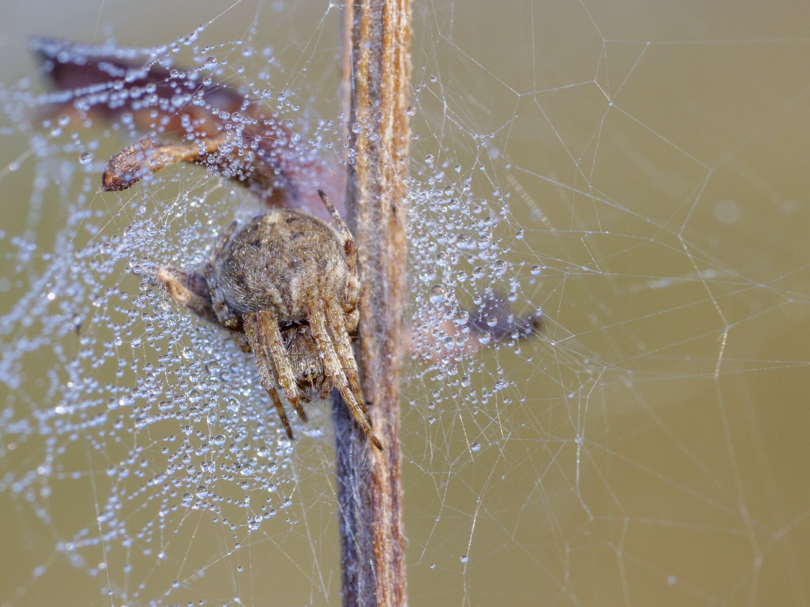 Canon EOS 80D sample photo. Spider, nature, cobweb photography