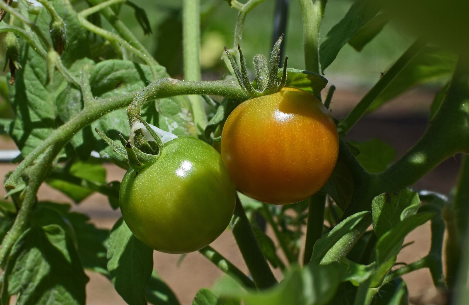 Nikon D3300 sample photo. Ripening tomatoes, tomato, tomatoes photography