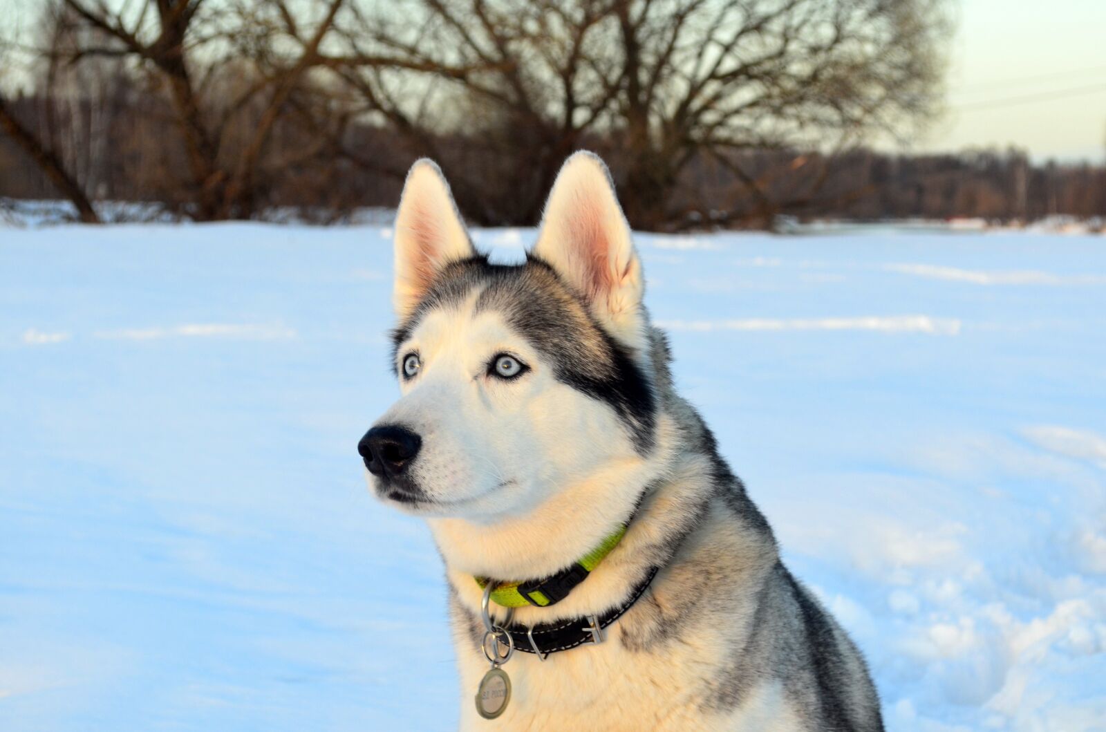 Nikon D5100 sample photo. Dog, husky, snow photography