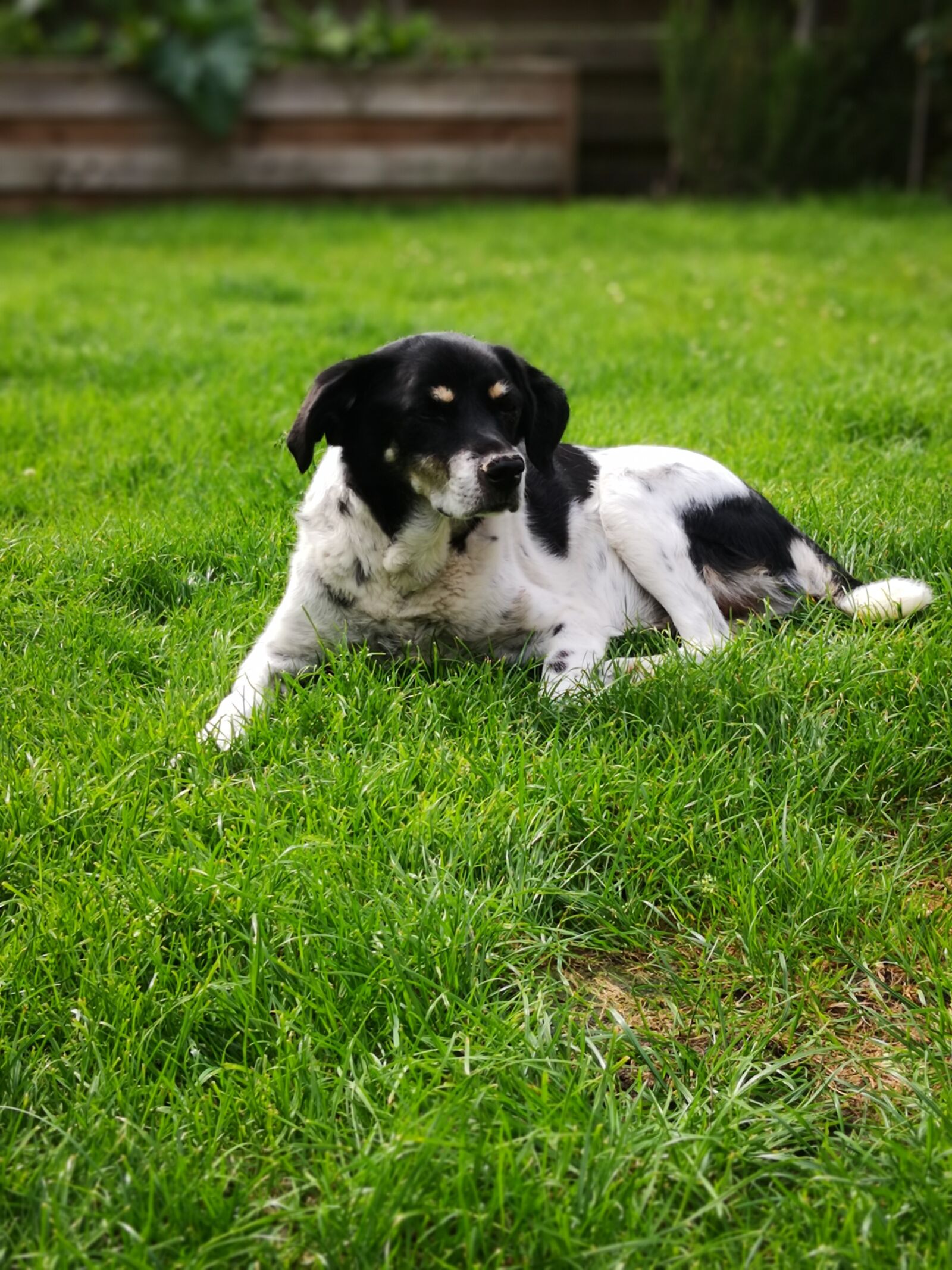 HUAWEI Mate 10 Pro sample photo. Dog, mammal, pet photography
