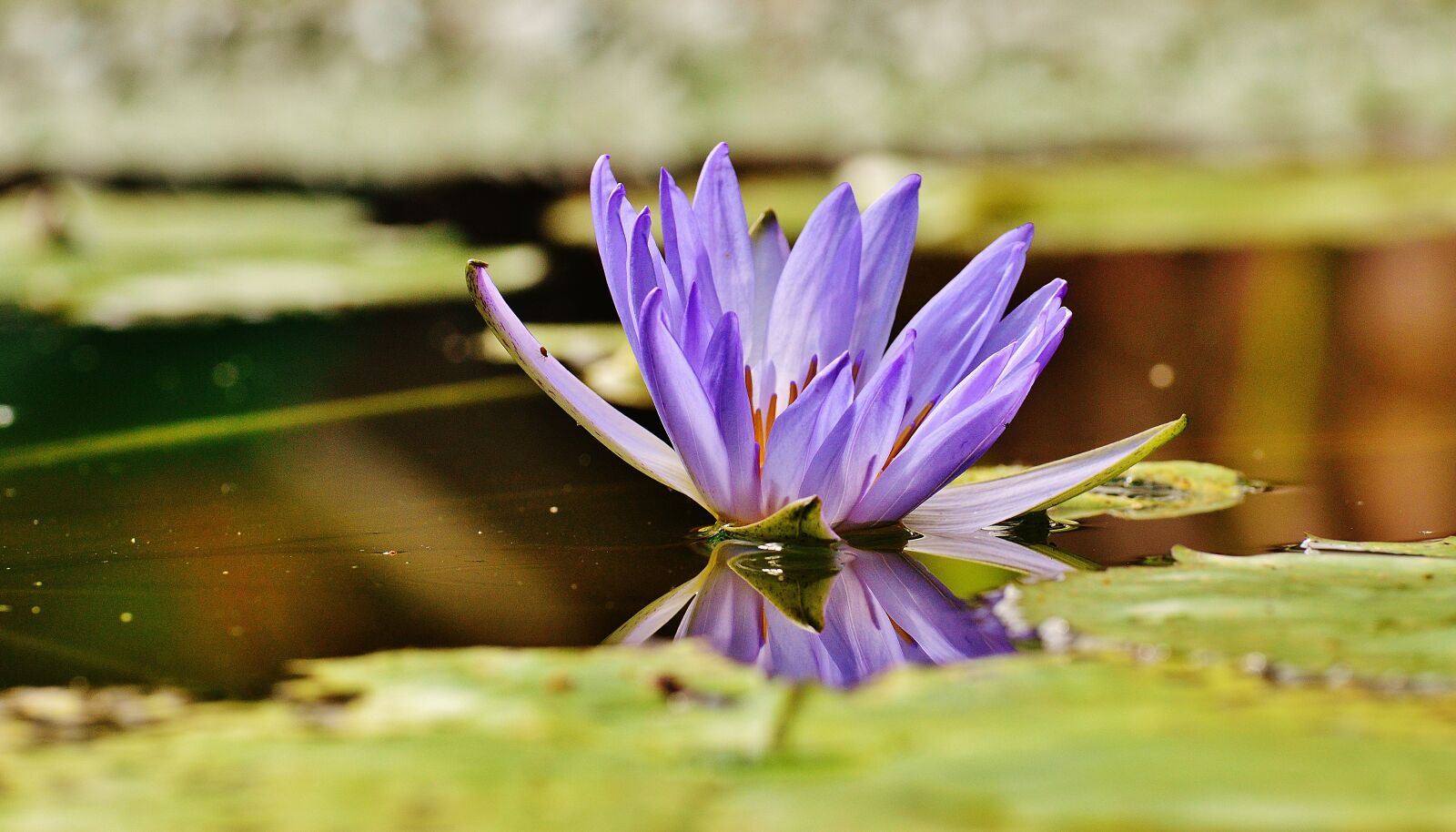 Nikon D3200 sample photo. Water lily, water, bud photography