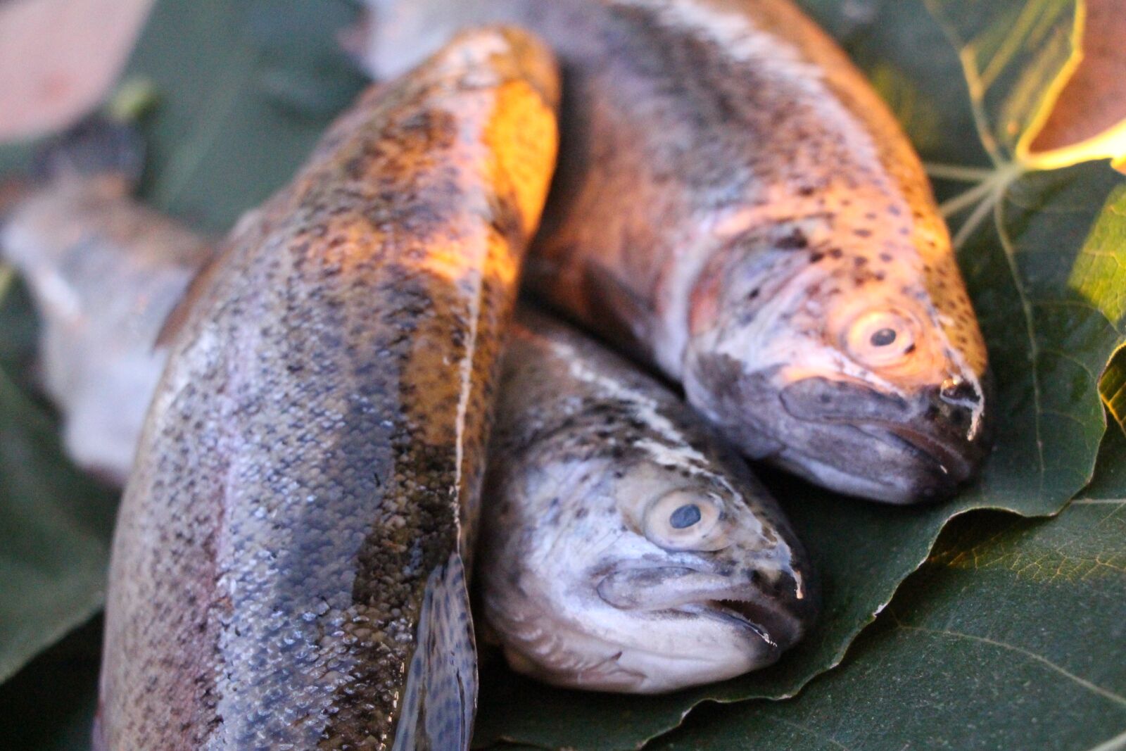 Canon EOS 700D (EOS Rebel T5i / EOS Kiss X7i) sample photo. Fish, trout, nature photography