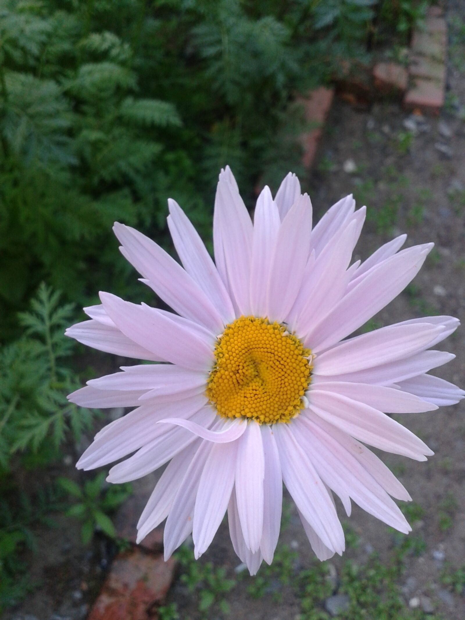 Samsung GT-I8552 sample photo. Flower, nature, plants photography