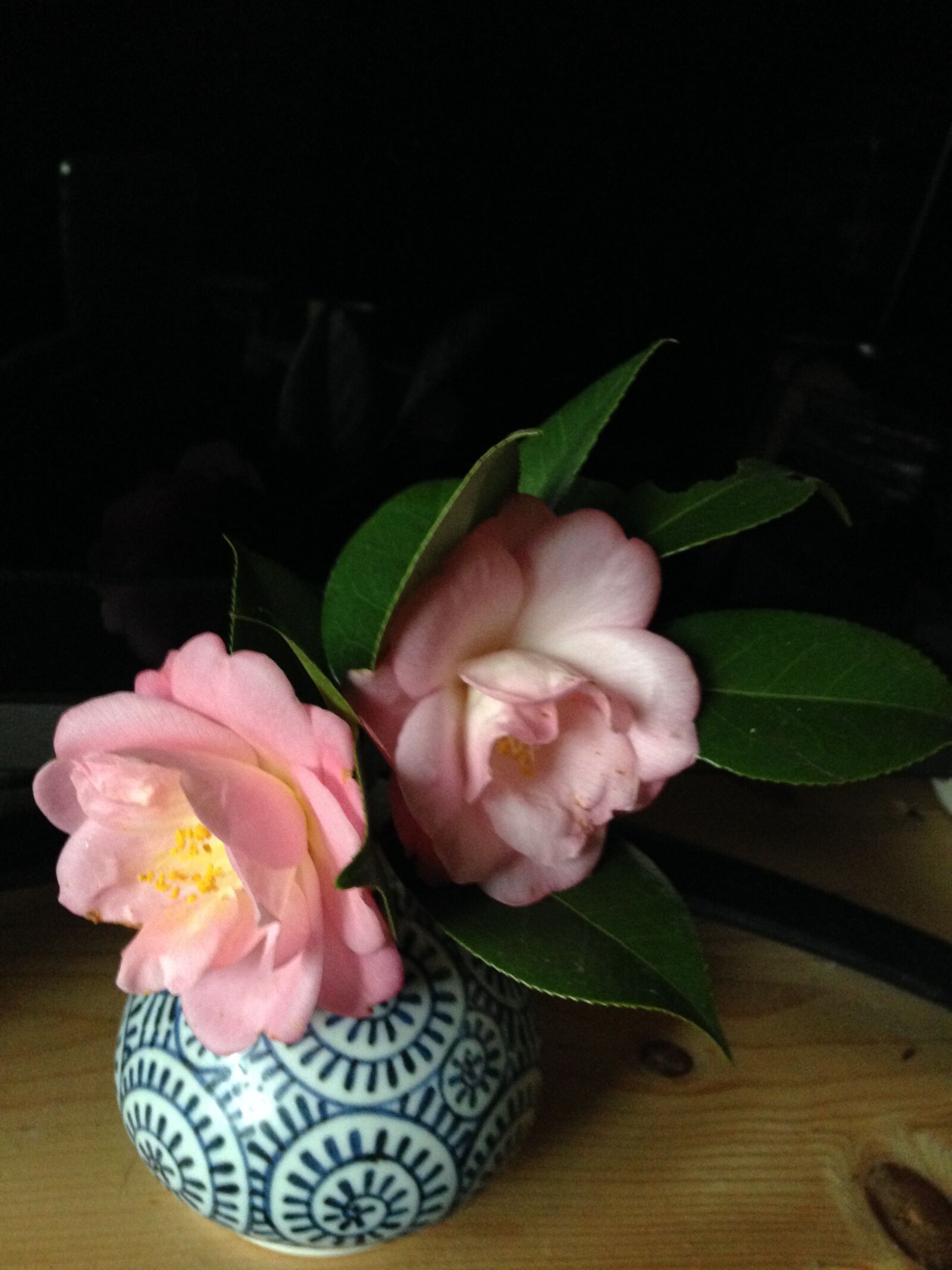 Apple iPhone 5c sample photo. Camellia, pink flower, japanese photography