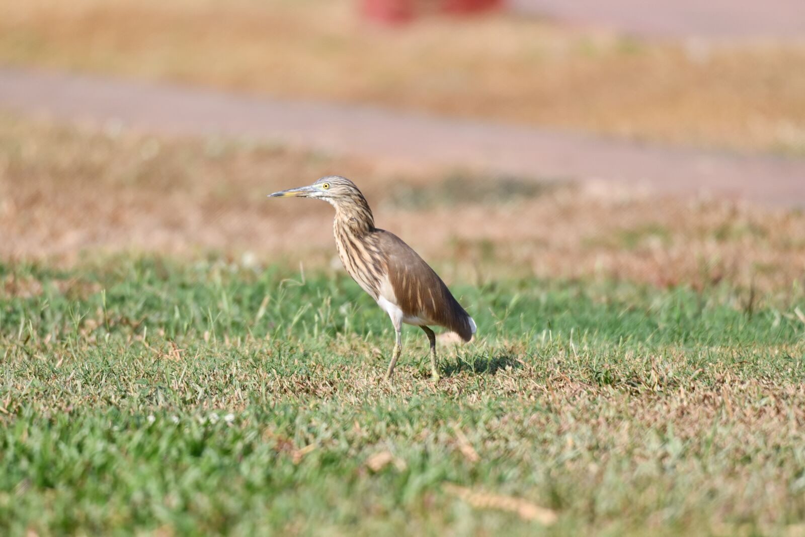 Nikon D850 sample photo. Wildlife, nature, grass photography